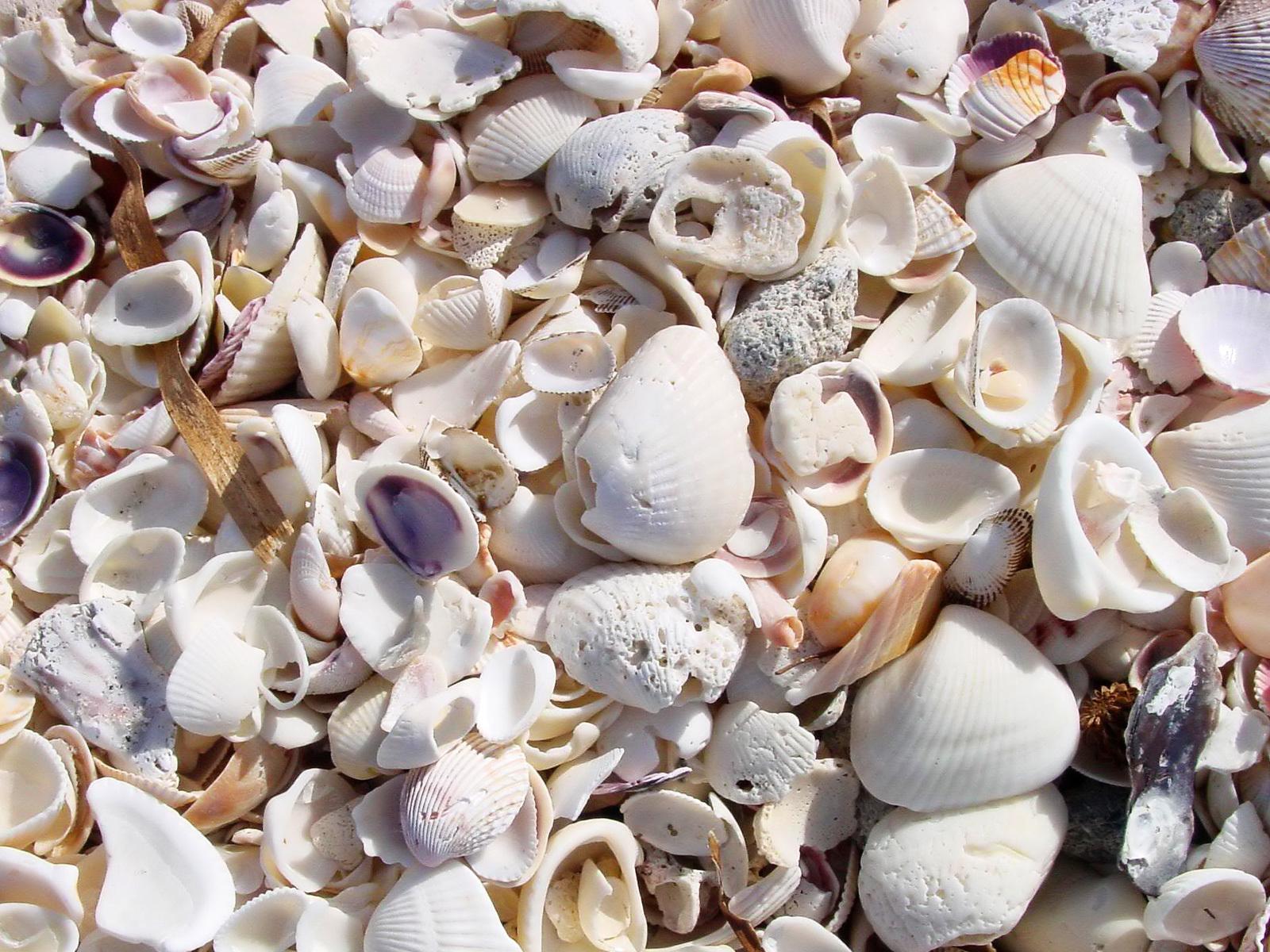 Beach shells on the Boca Grande wallpaper