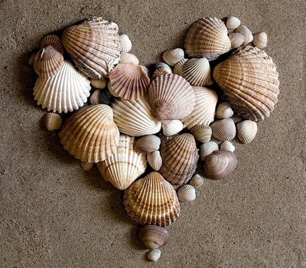 Kennet Holivia: Sea Shells High Quality Wallpaper