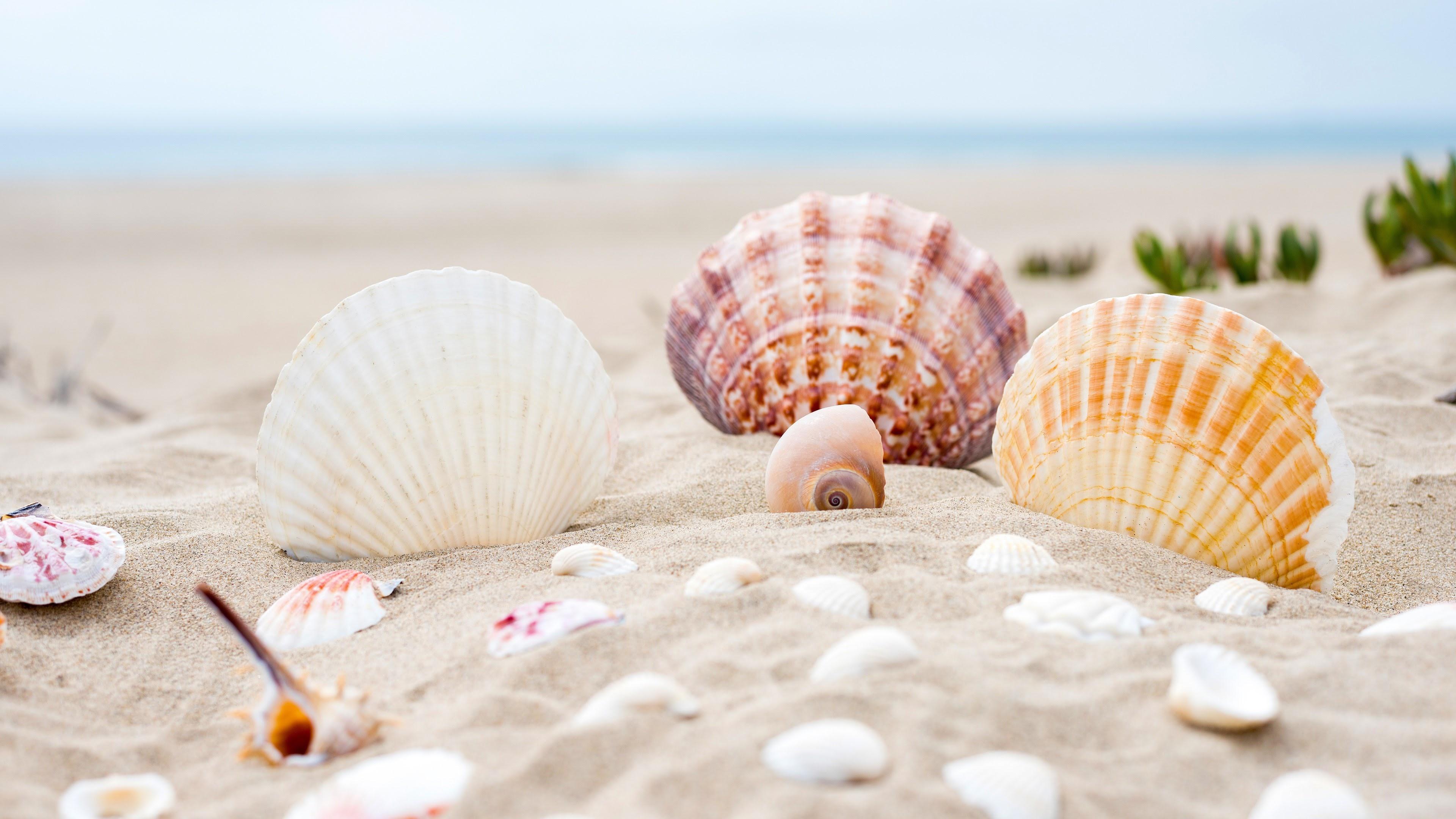 Shells Sand Beach Summer Sun Wallpaper and Free