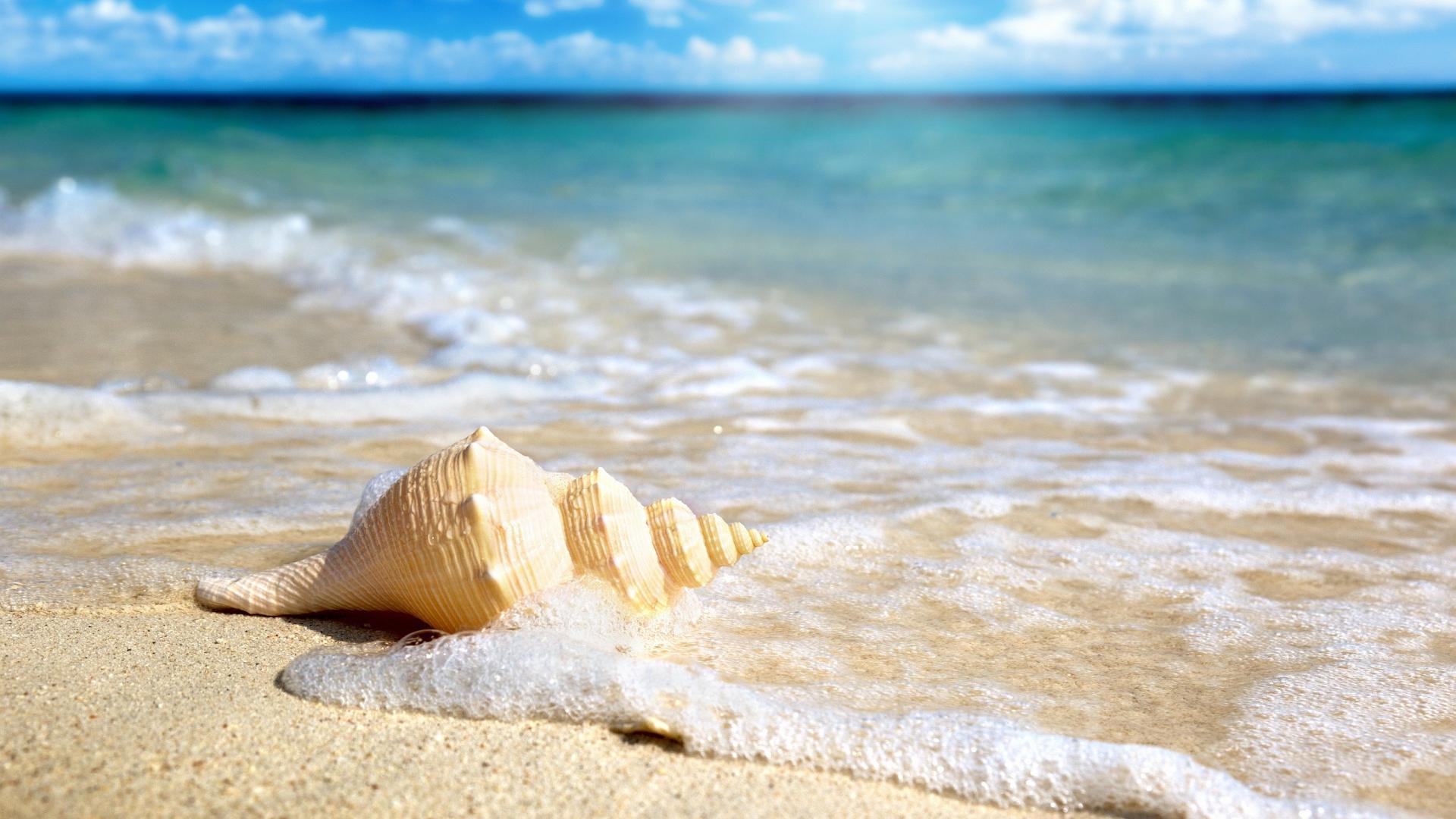 Shells On Beach HD Wallpaper