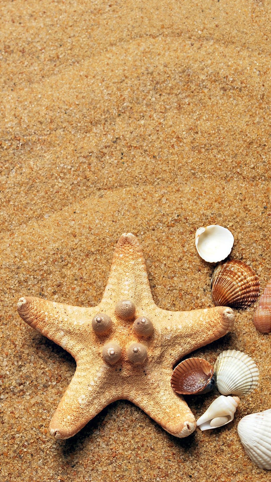Sea Shells HD Wallpaper For Your Huawei Honor 8 Smartphone