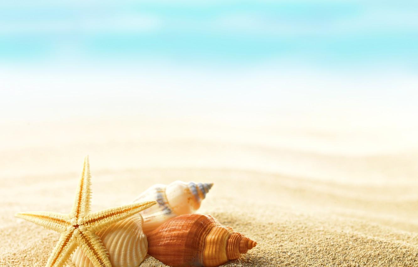Wallpaper summer, shells, seashells image for desktop, section