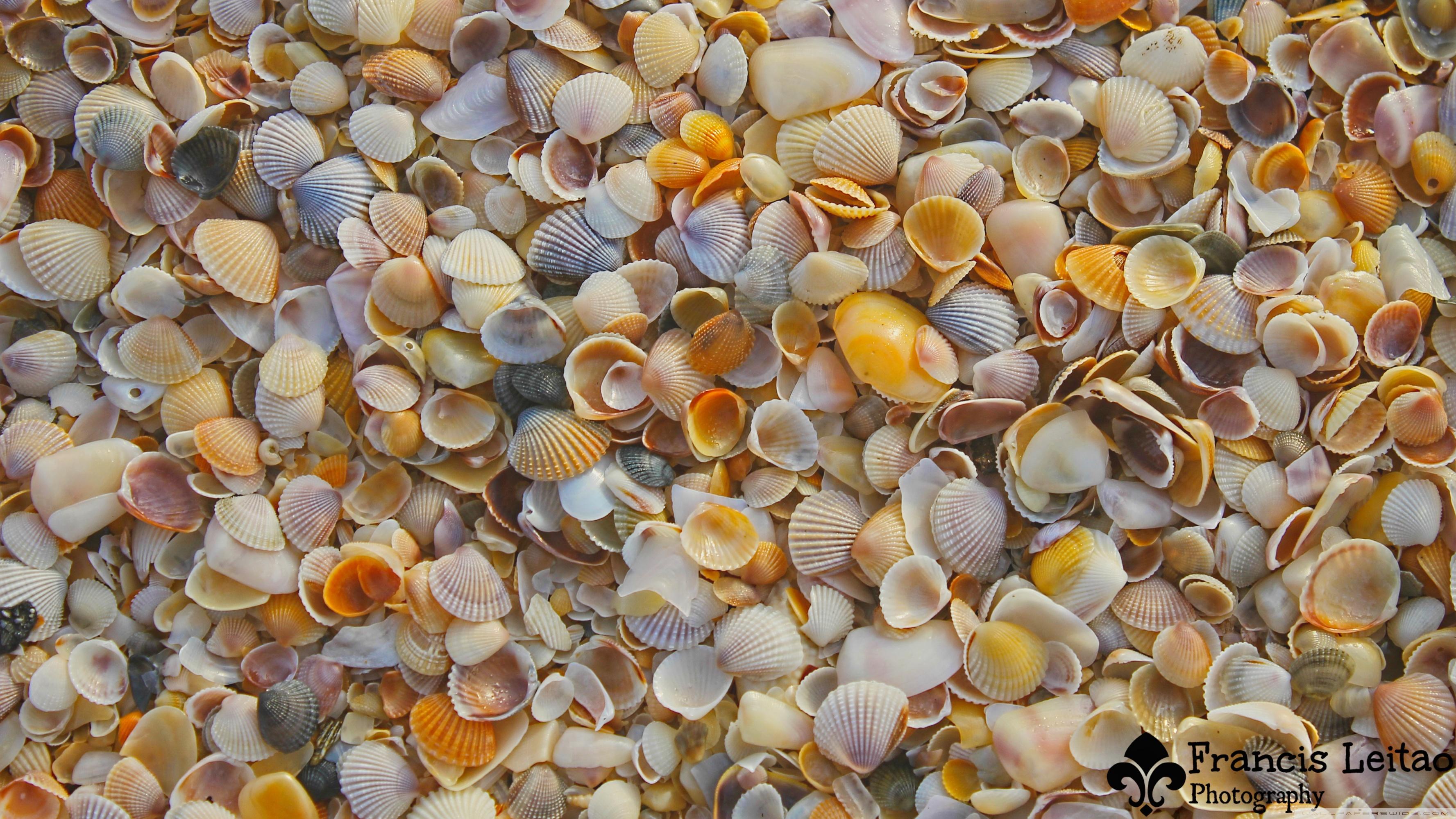 Shells on the Beach ❤ 4K HD Desktop Wallpaper for 4K Ultra HD TV