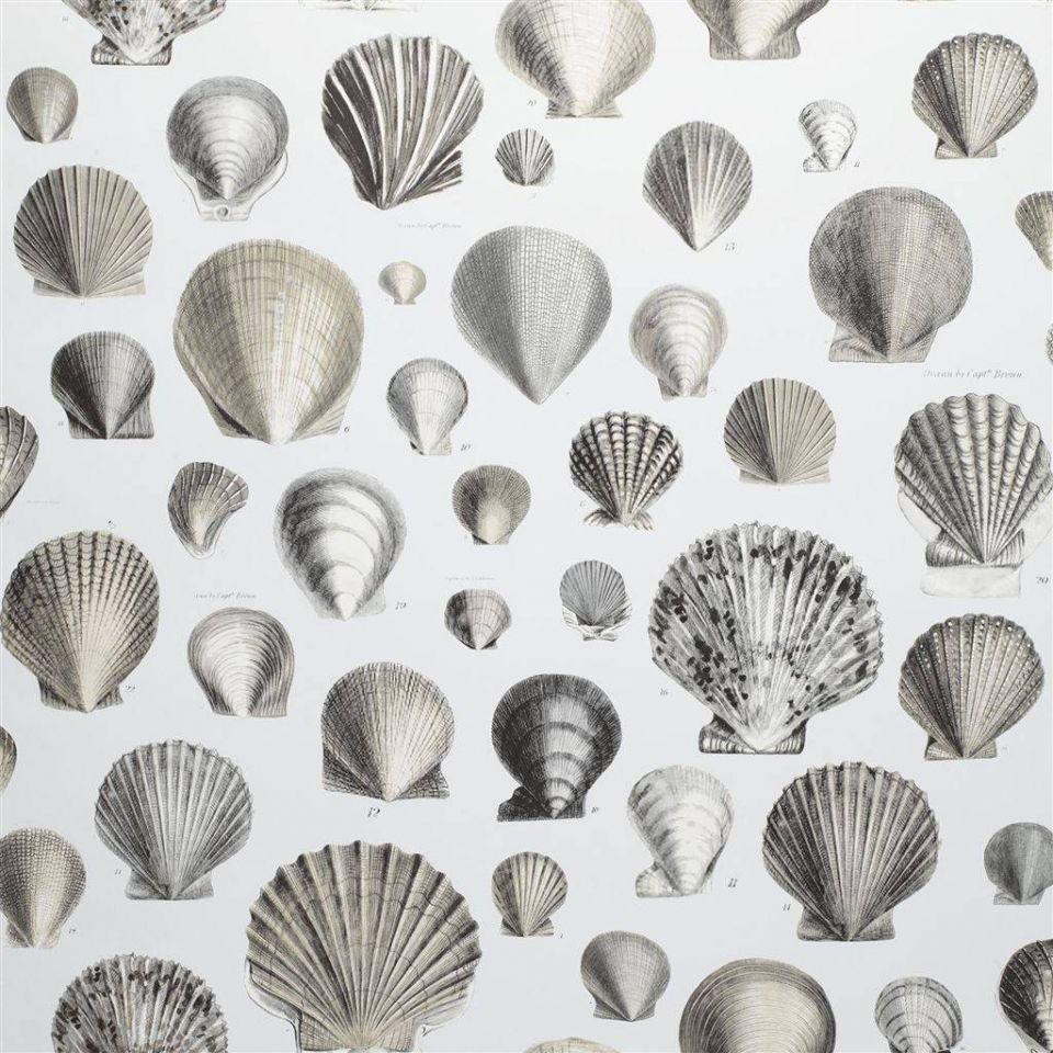 Captain Thomas Browns Shells wallpaper. Picture Book Wallpaper