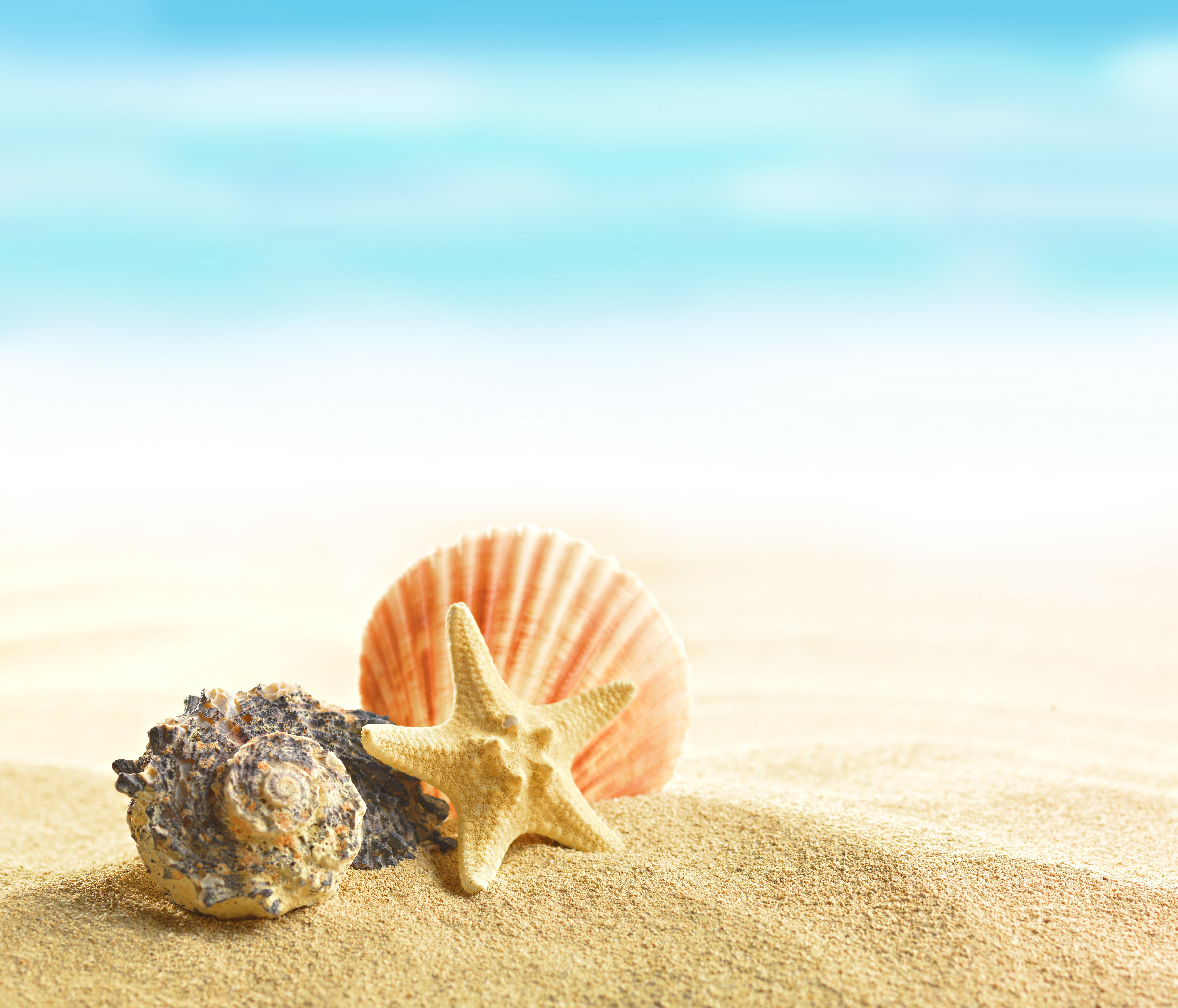 HD wallpaper: starfish and shell at the beach, summer, sand, shells