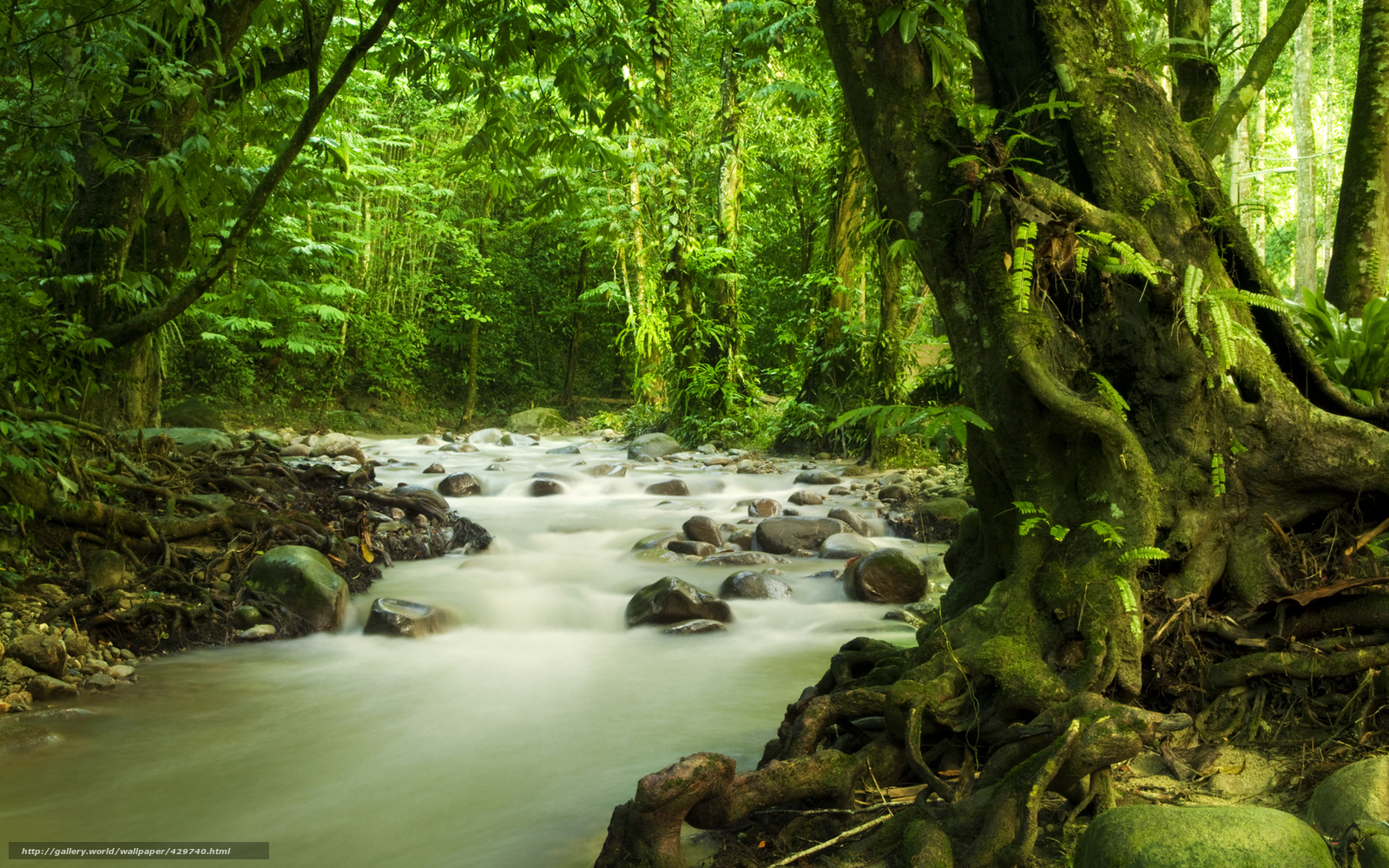 Download wallpaper nature, Malaysia, jungle, greens free desktop