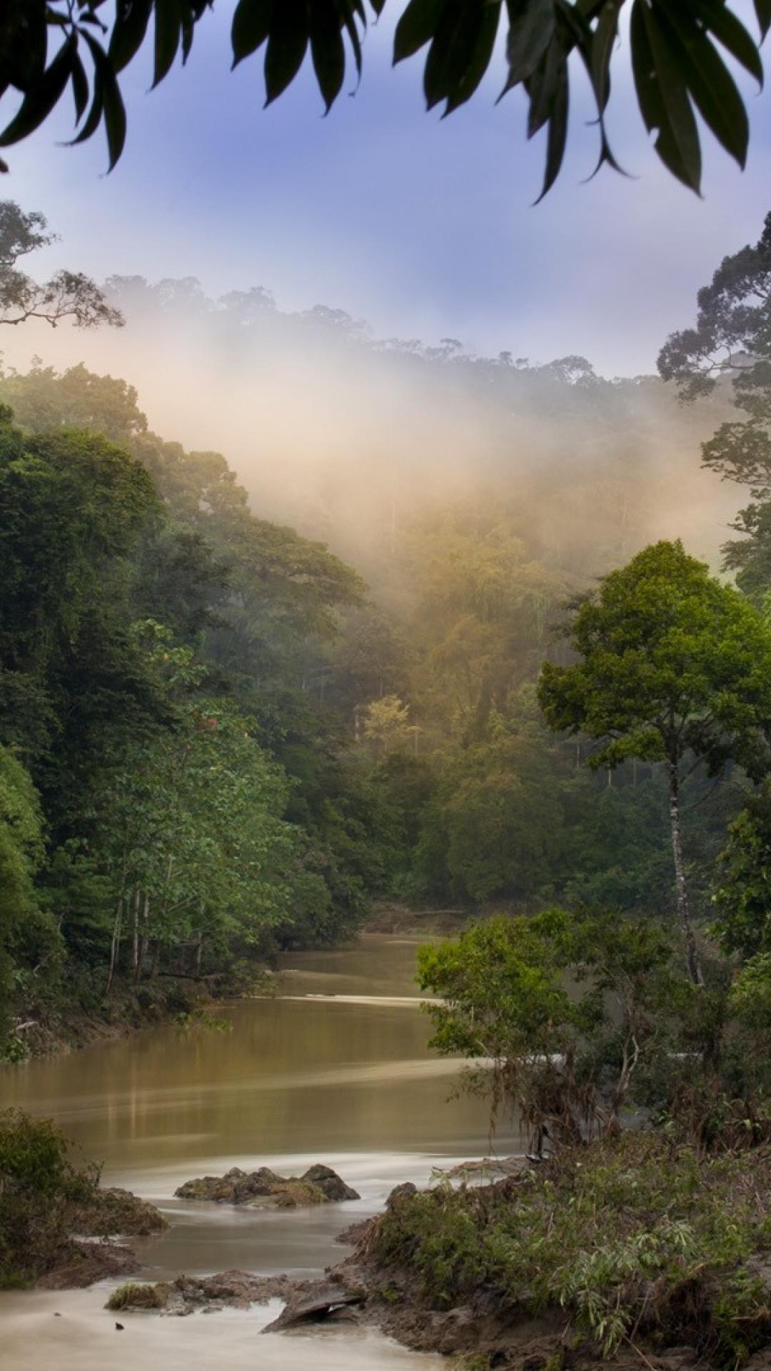 Nature dawn jungle forest malaysia rivers view Wallpaper