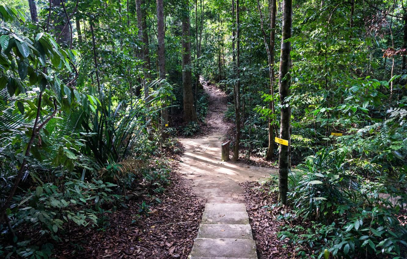 Wallpaper forest, jungle, nature, walk, malaysia, relaxing, trekking