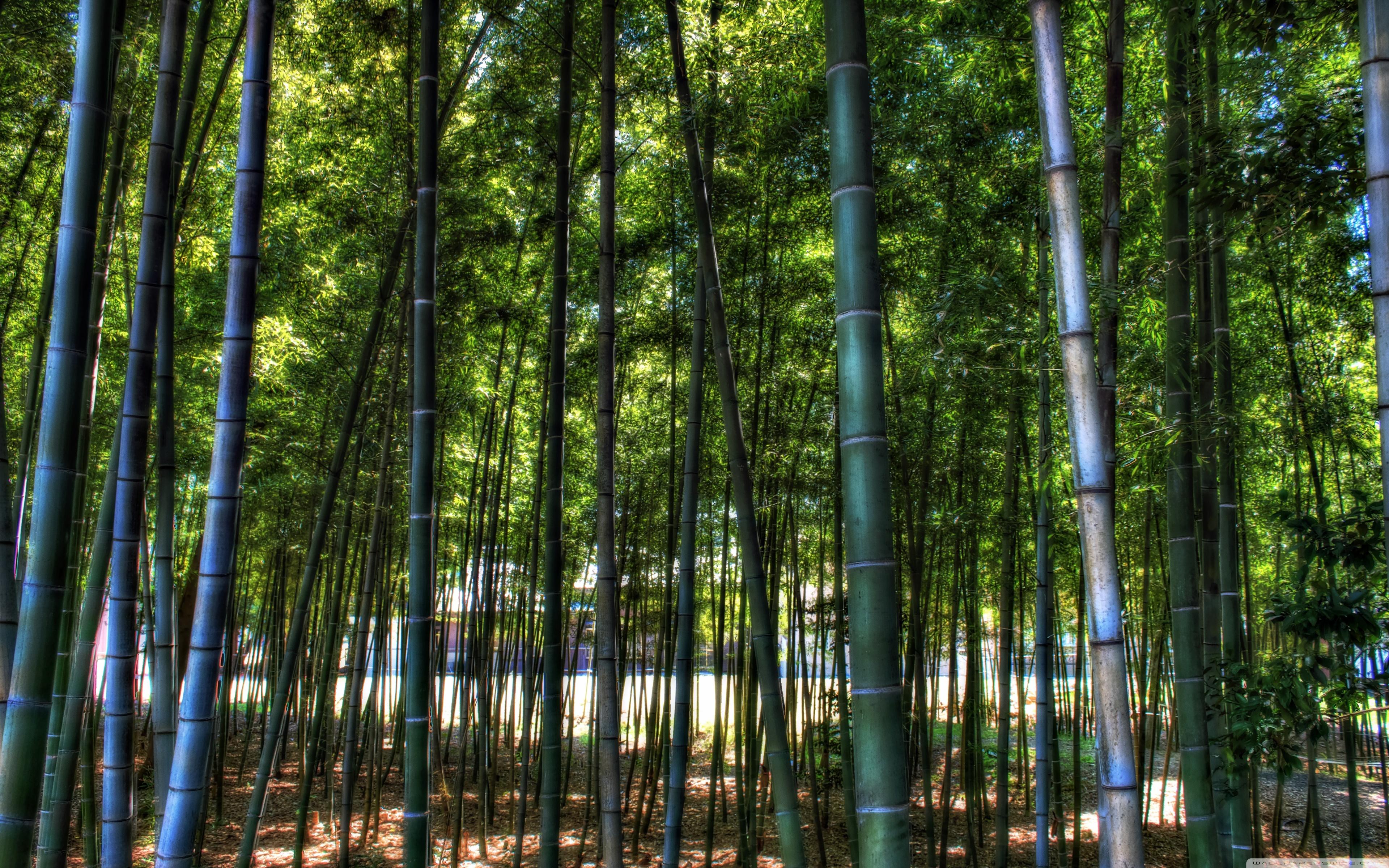 Inside The Bamboo Forest ❤ 4K HD Desktop Wallpaper for 4K Ultra HD