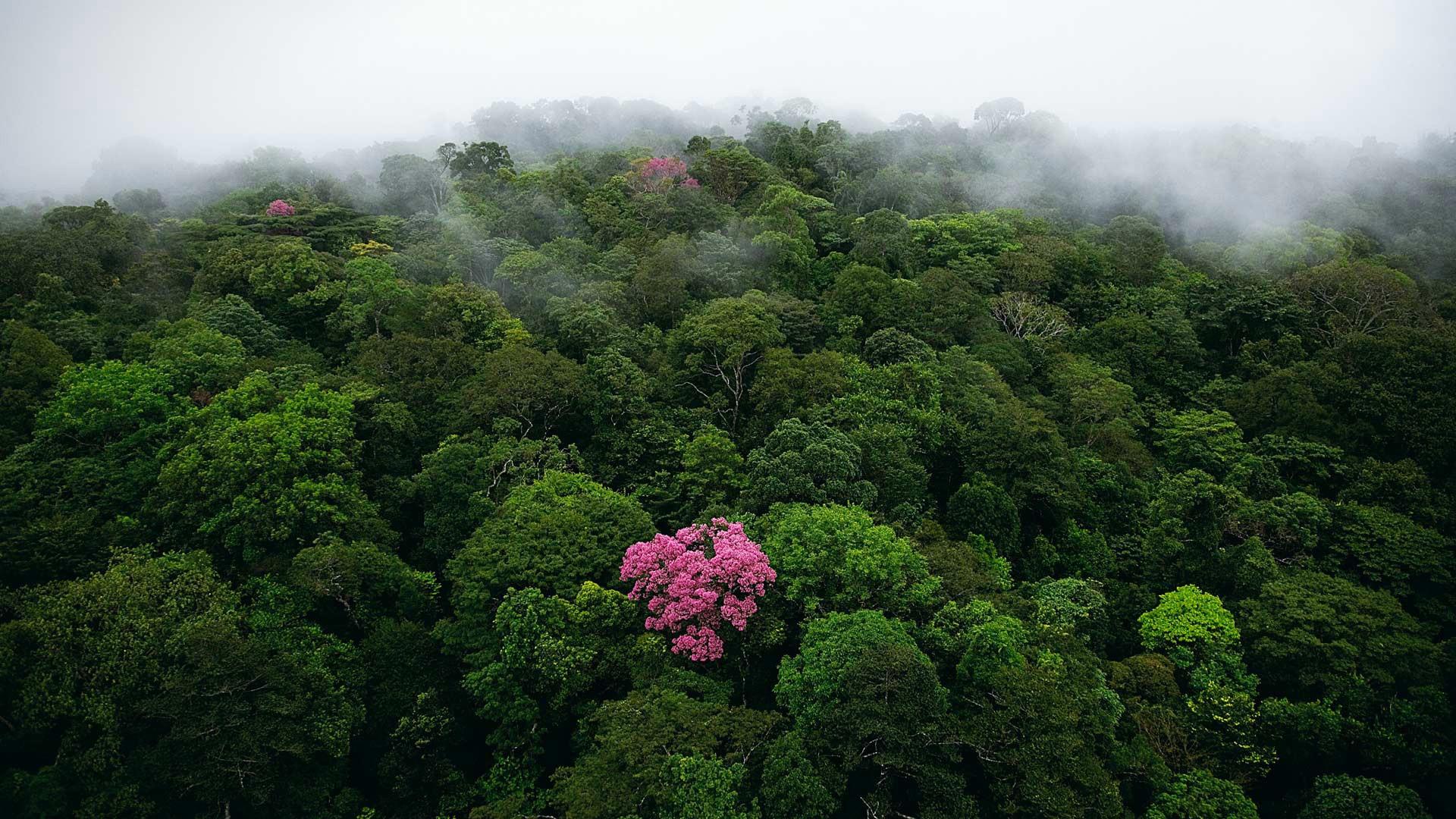 #forest #nature #birds eye view #trees #mist #jungle