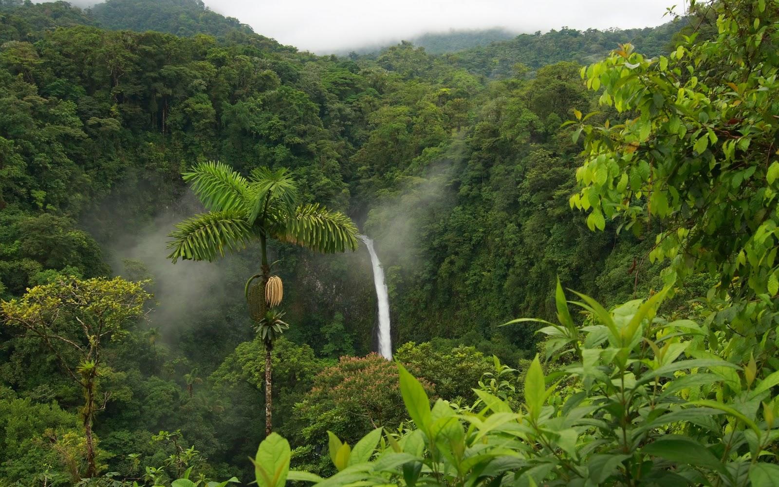 jungle waterfall wallpaper