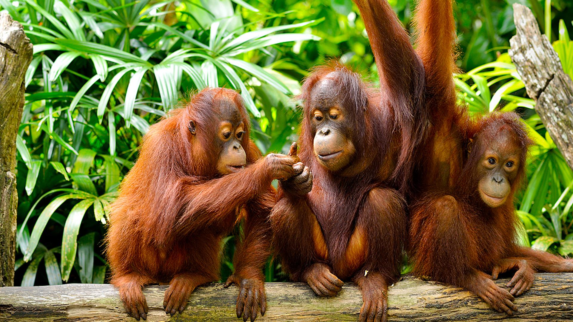 Jungle And Borneo Island Malaysia Cute Family Orangutans HD