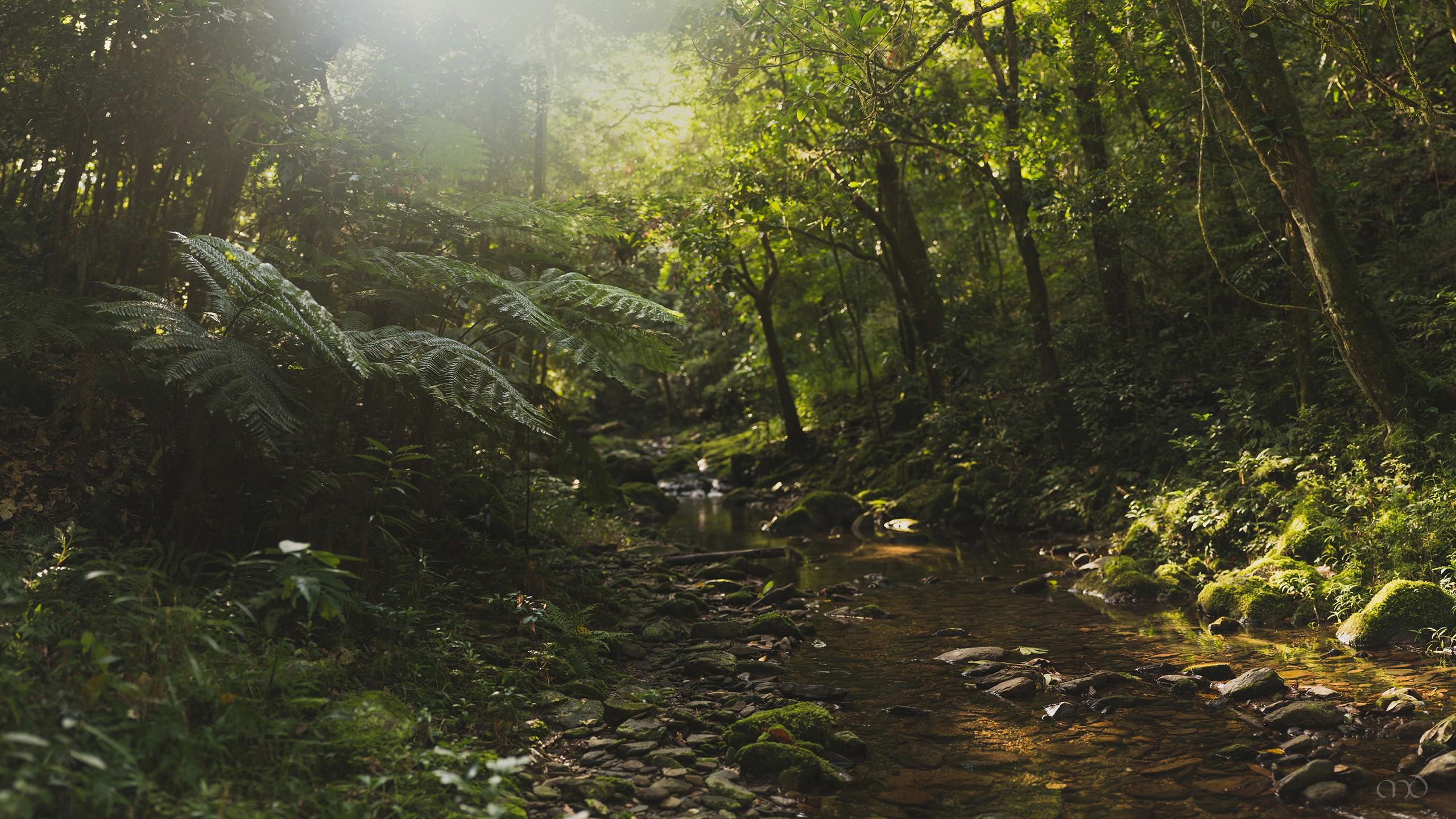 #river, #forest, #landscape, #jungle, #nature, #stream