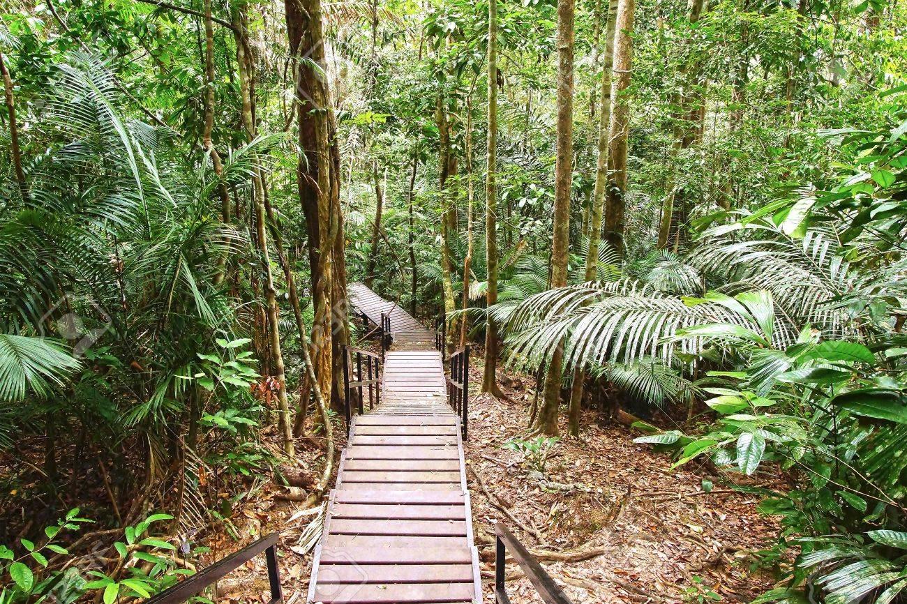 4D3N Taman Negara Real Inner Jungle Travel Malaysia