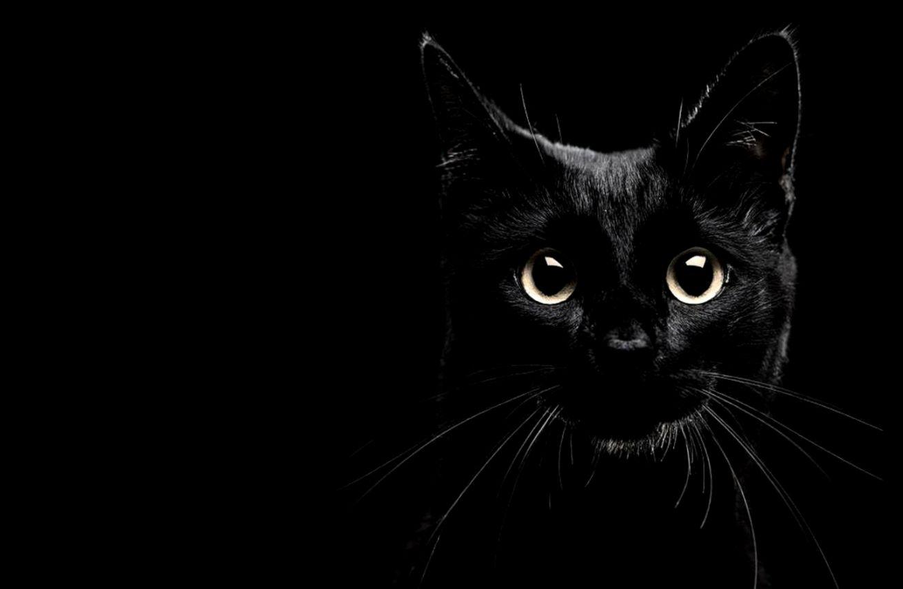 Black Cat HD Wallpapers - Wallpaper Cave
