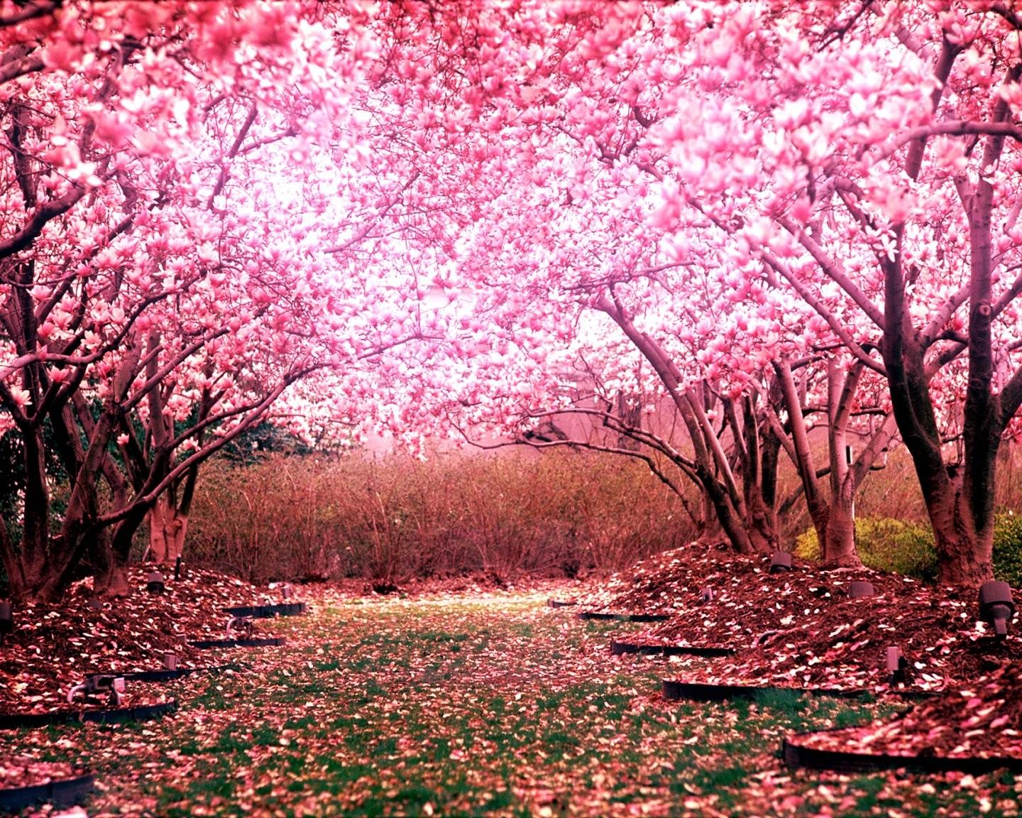 HD Flower Image, Tree, Landscape, Wallpaper, cherry, Blossom Flower