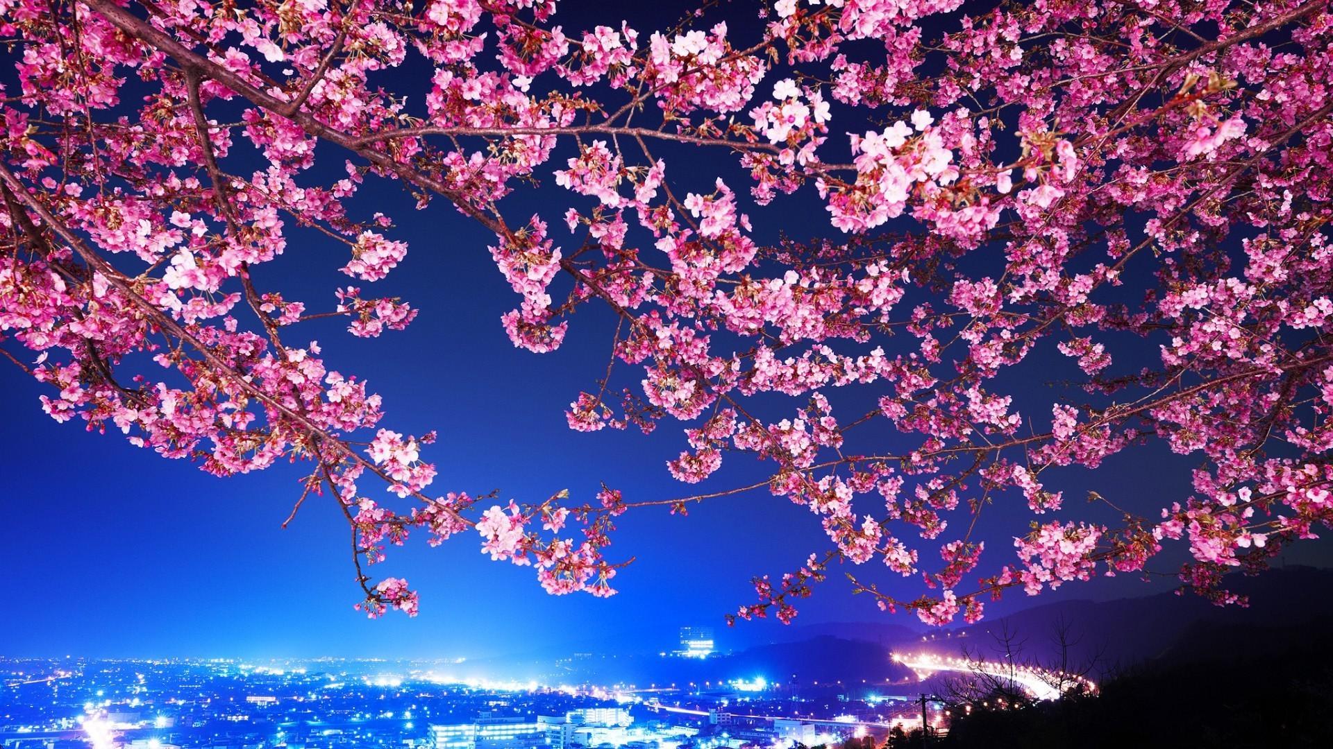 flowers, Cityscape, Tokyo, Cherry Blossom Wallpaper HD / Desktop