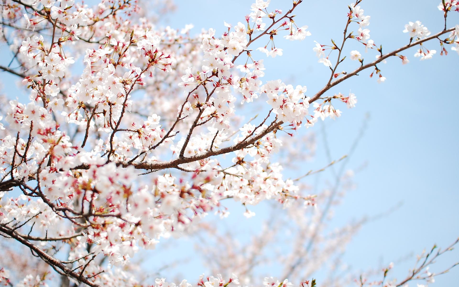Cherry Blossom Tree Branch HD Wallpaper, Background Image