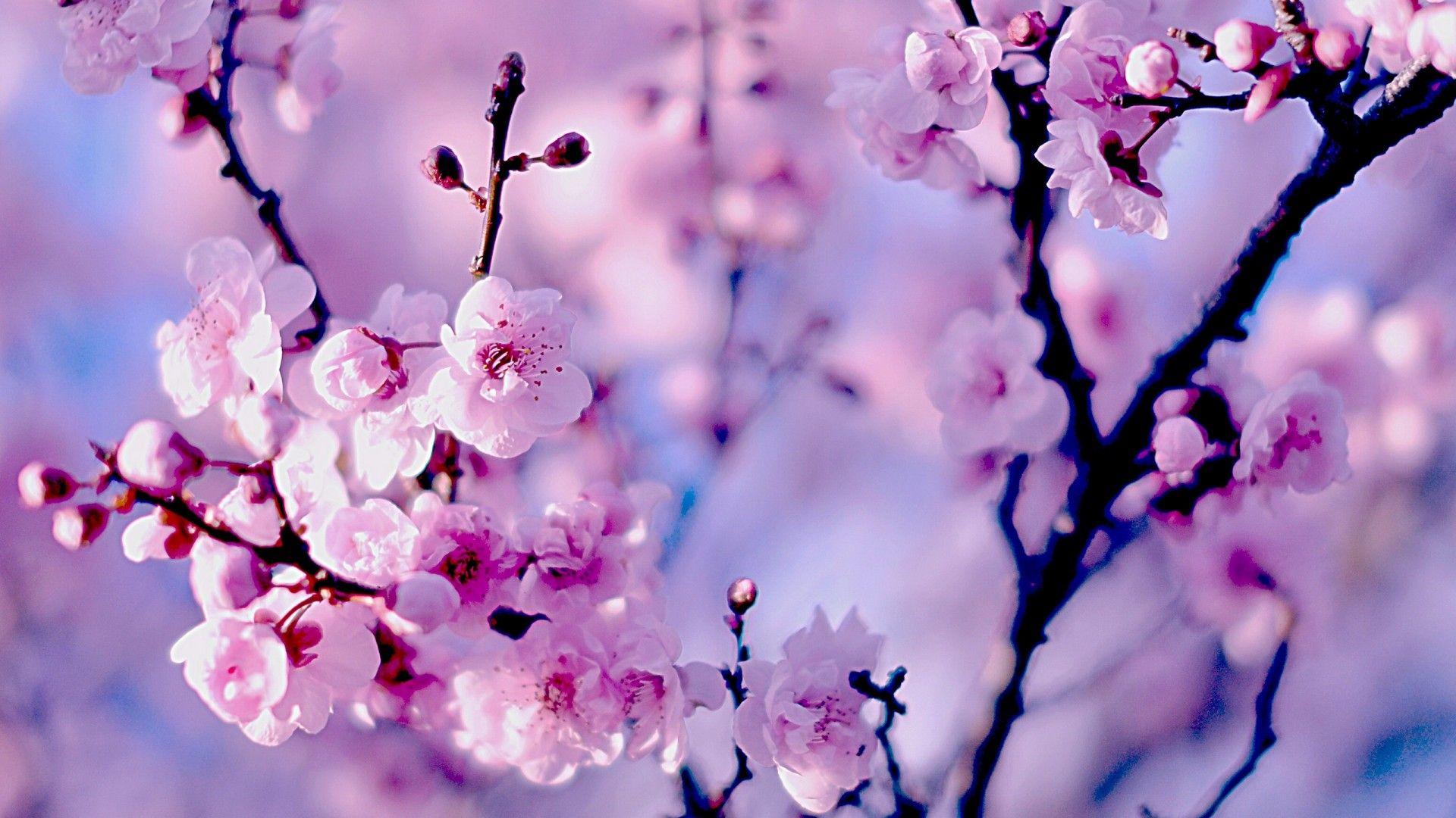 Pastel Cherry Blossom Wallpaper