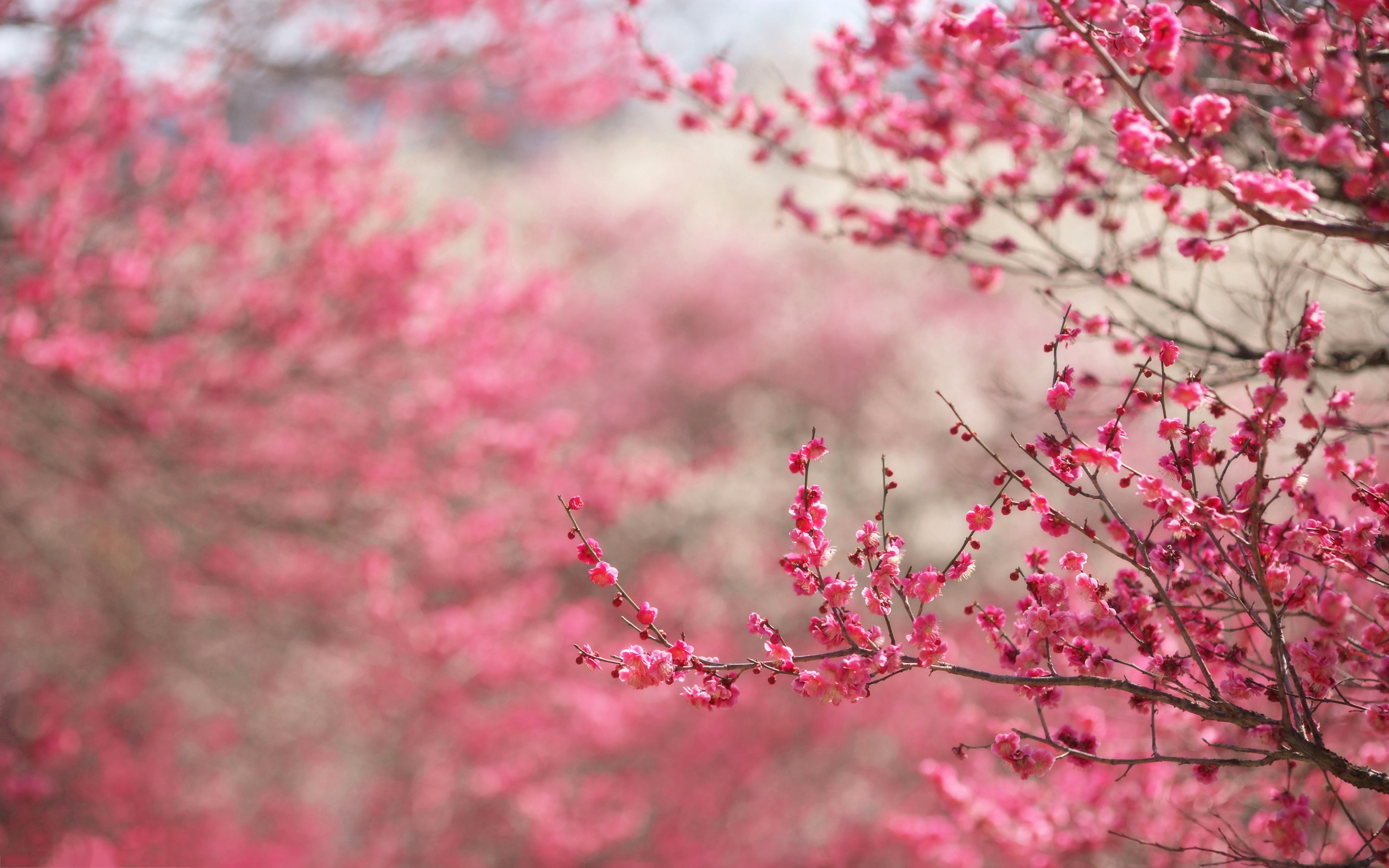 Cherry Blossoms Wallpaper 4K (2880x1800)