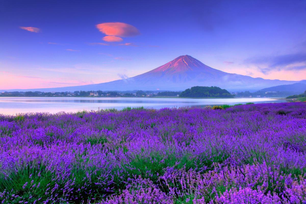 Spring Flower Garden Mount Fuji Lake Kawaguchi Wallpapers - Wallpaper Cave