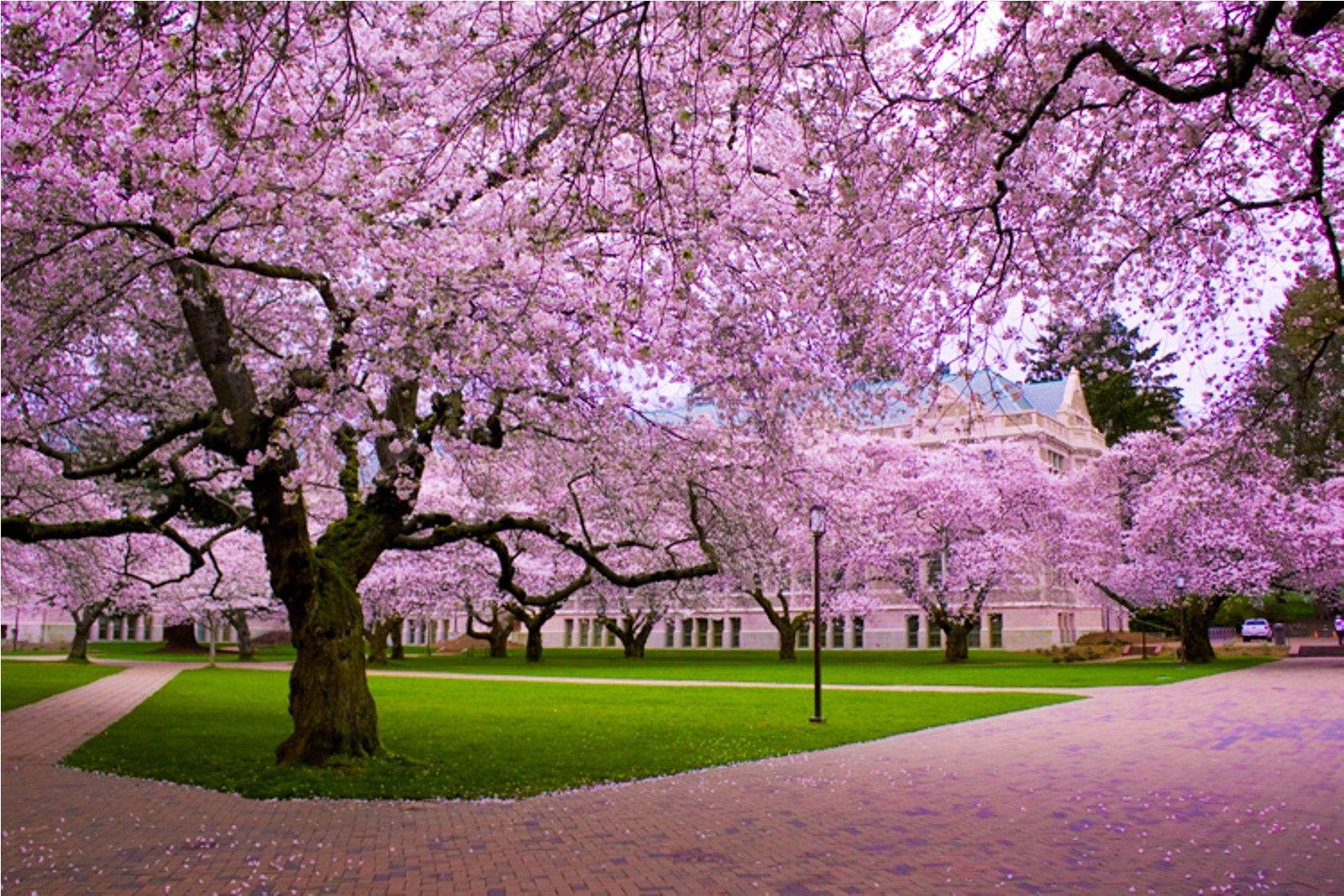 Group of Japanese Cherry Blossoms Wallpaper Widescreen