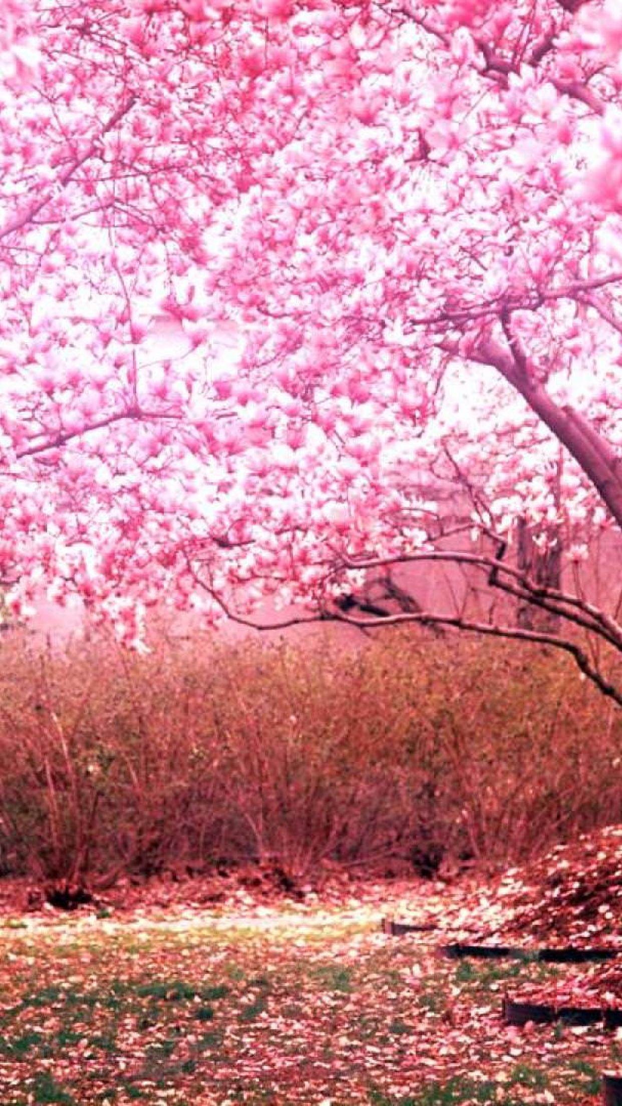 Beautiful cherry blossom trees