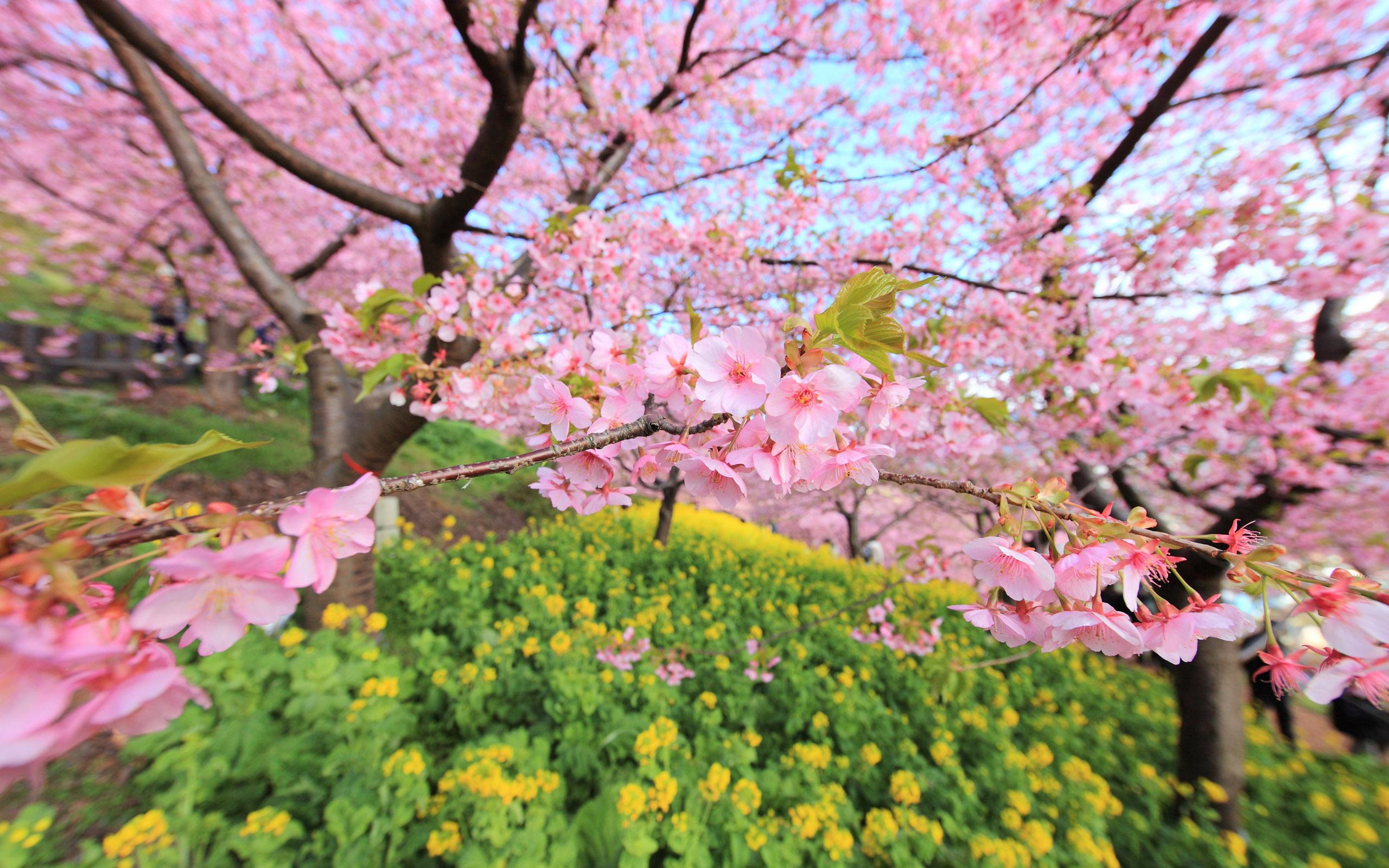 Cherry Blossom HD Wallpaper, Background Image