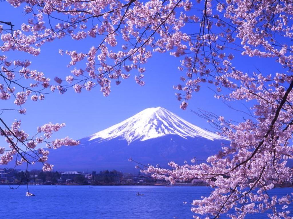 日本富士山樱花素材-日本富士山樱花图片素材下载-觅知网