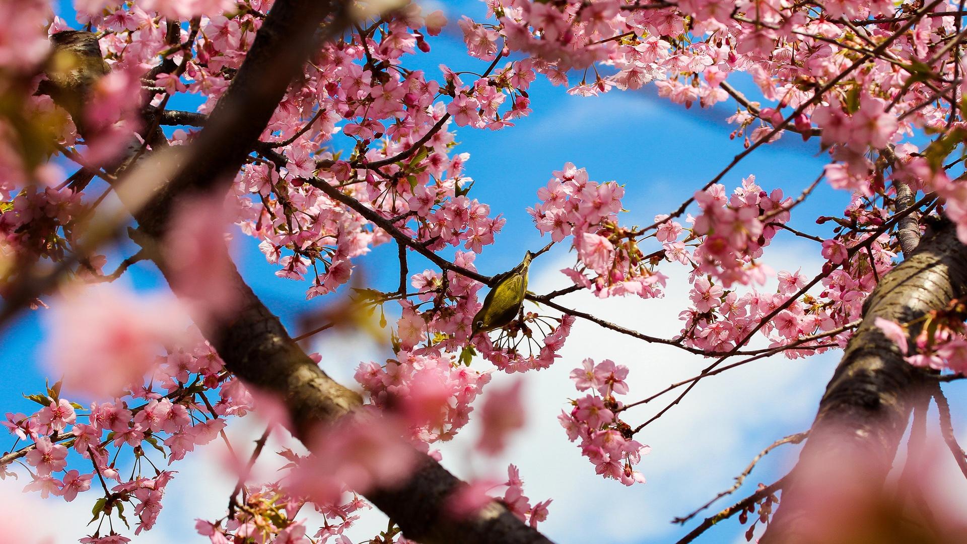 Wallpaper Tokyo Japan, park cherry trees, pink flowers, bird