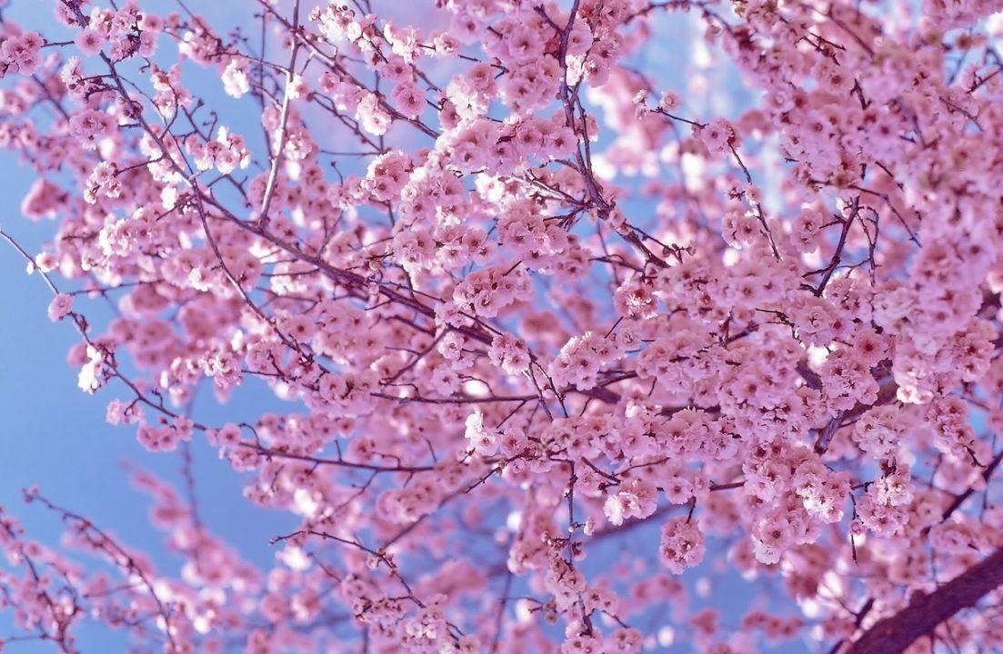 Korean Cherry Blossom Wallpaper