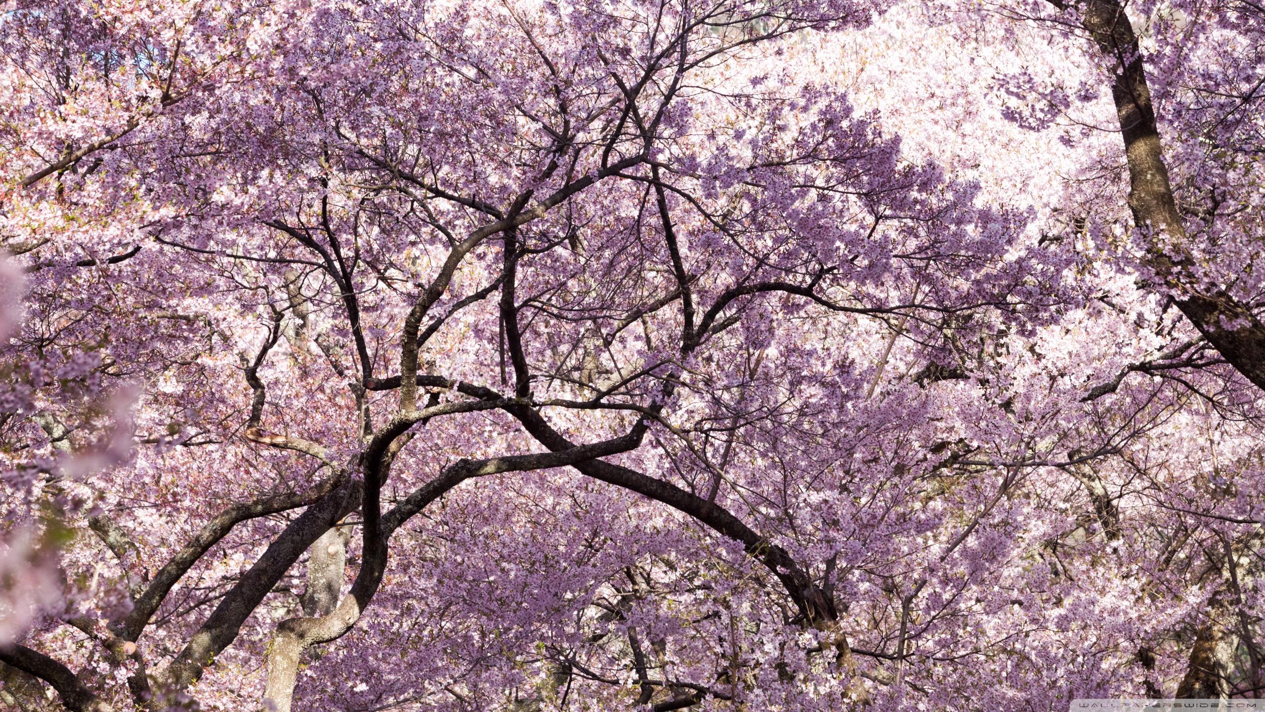 Cherry Blossom Tree Wallpaper, Picture