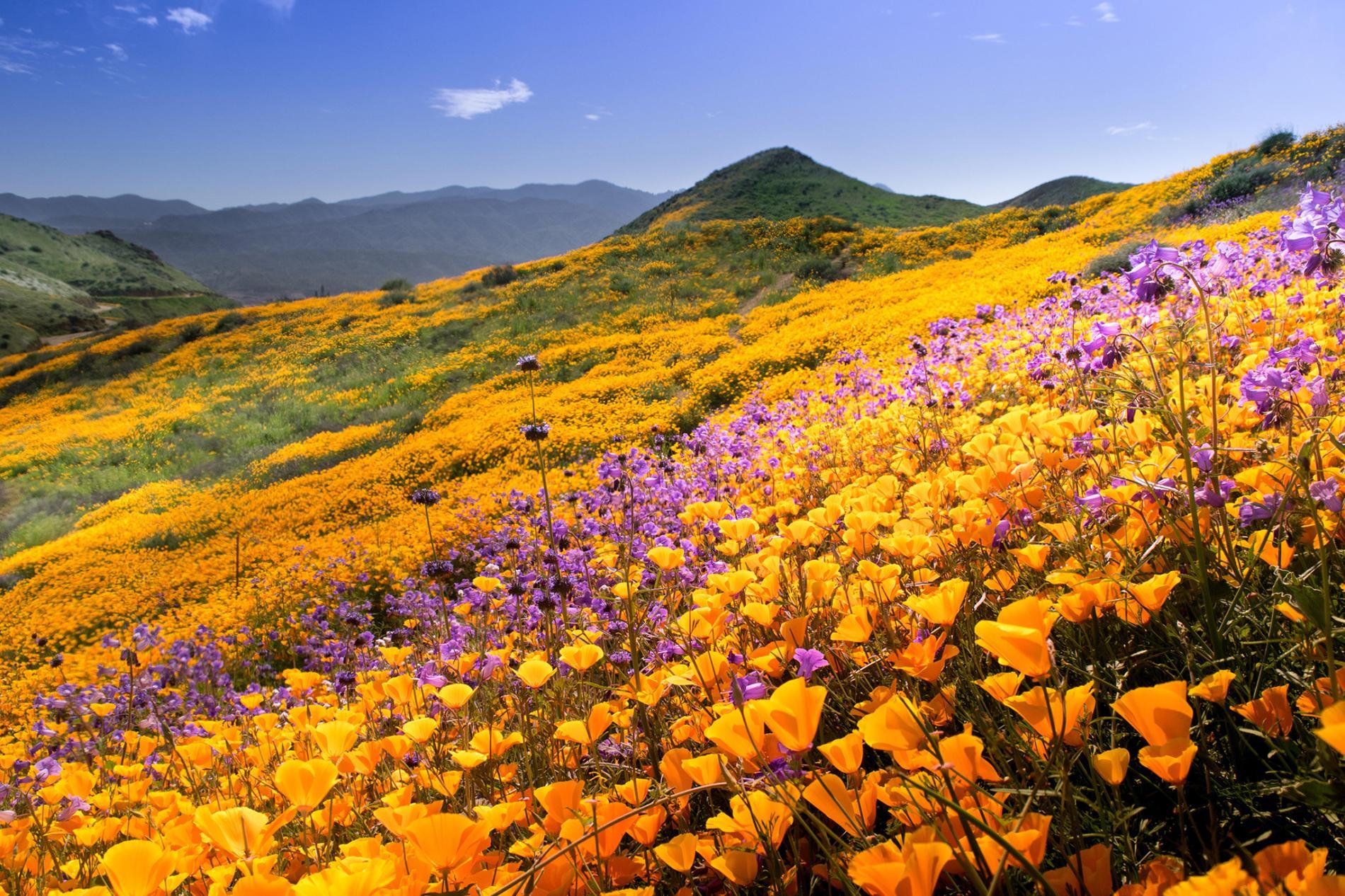 beautiful flower destinations around the world