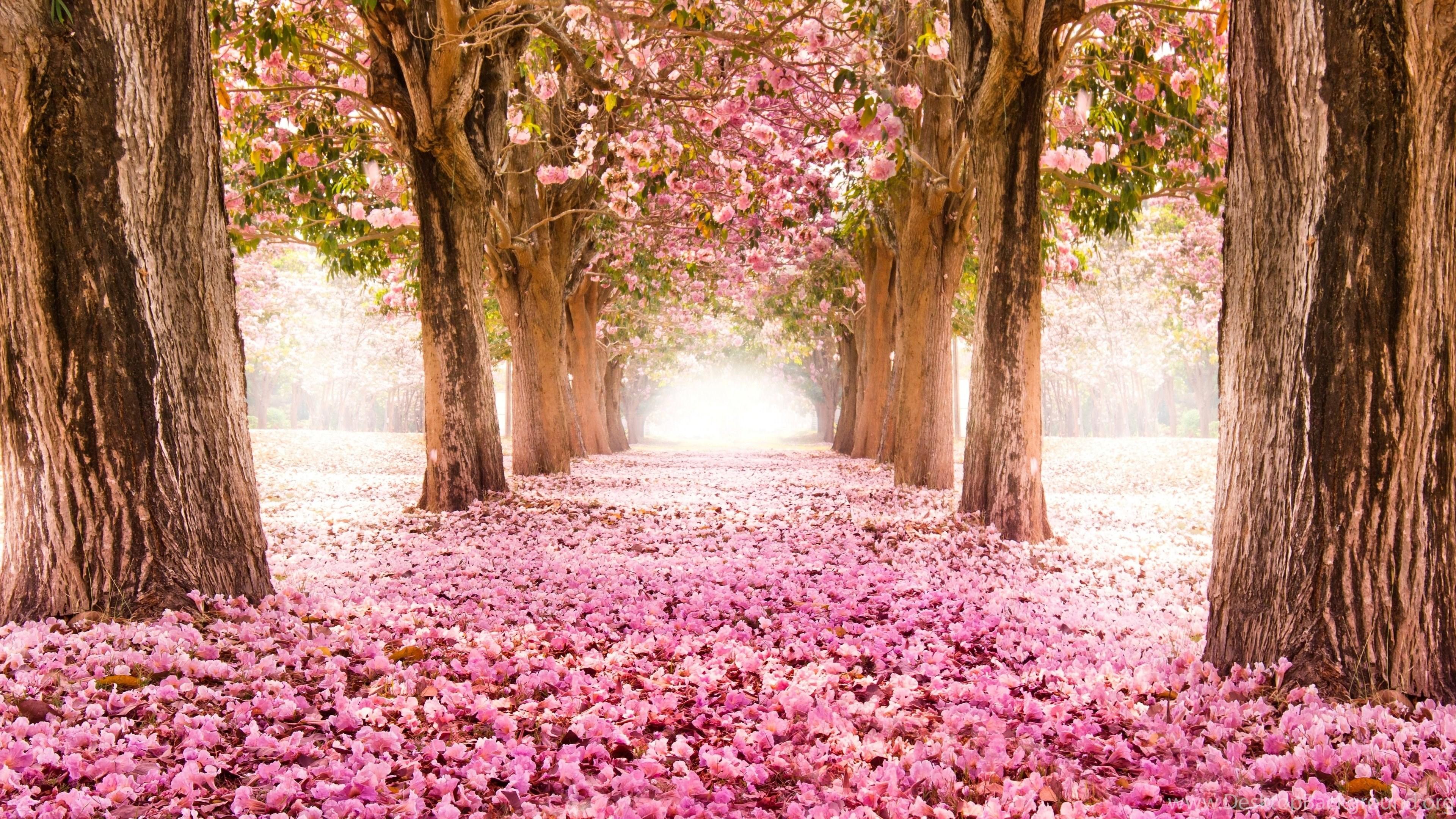 Spring In Japan Cherry Blossom 4k Ultra HD Wallpaper For Desktop