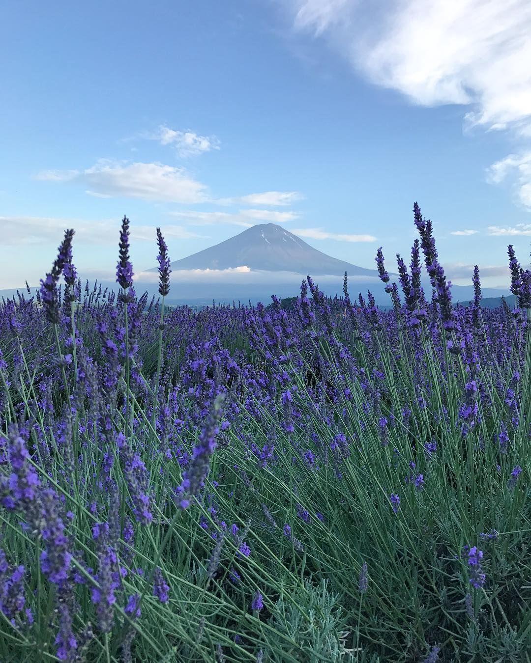 Kawaguchiko Oishi Park, Yamanashi, Japan, Travel, Tourist Attraction