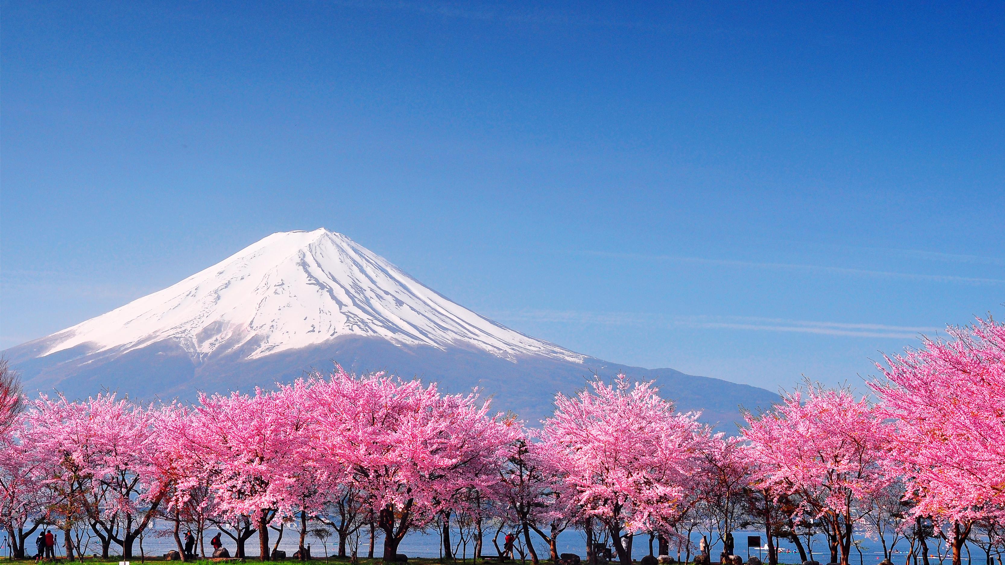 Ms. Cherry Blossoms