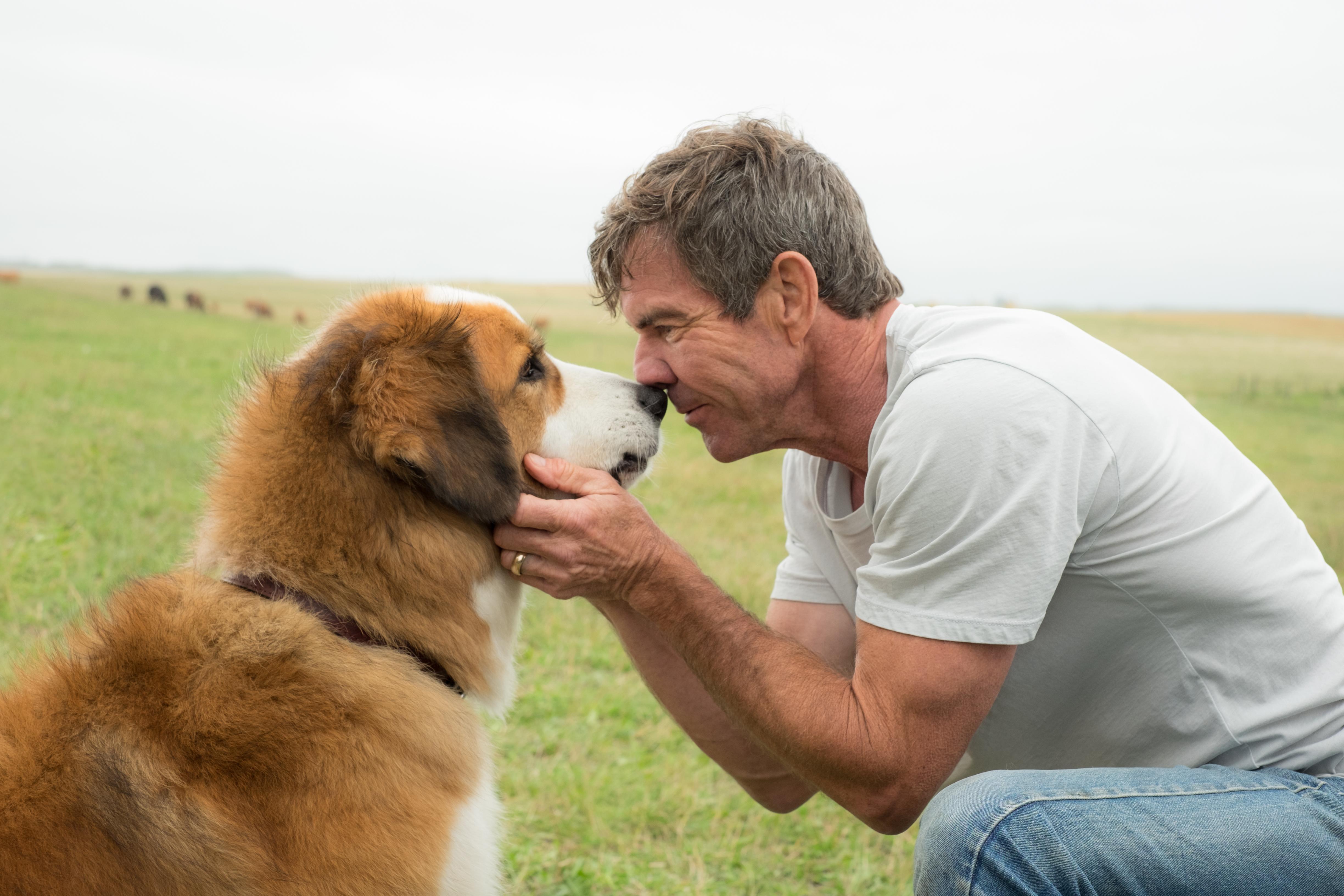A Dog's Purpose HD Wallpaper and Background Image