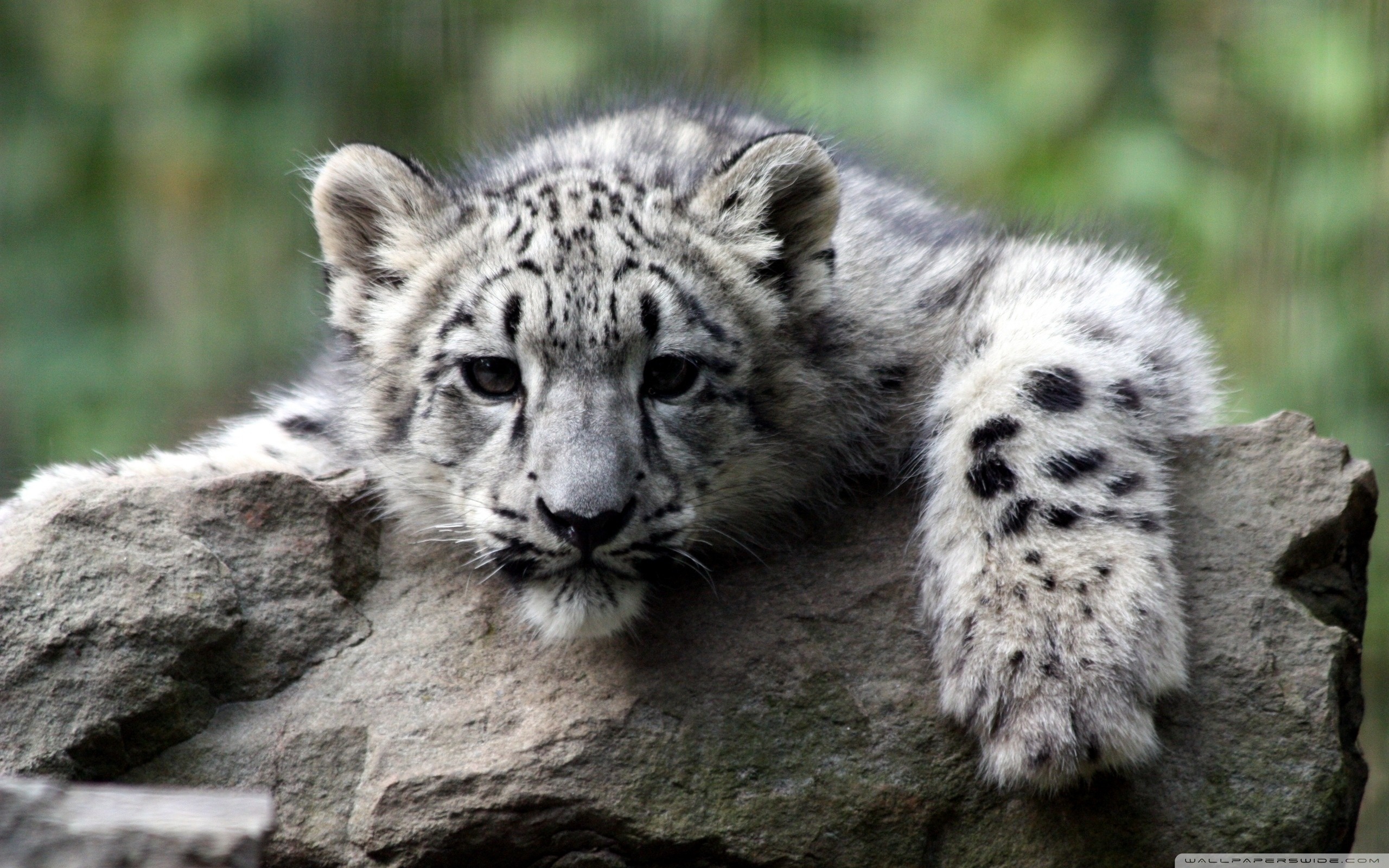 Snow Leopard Cub ❤ 4K HD Desktop Wallpaper for 4K Ultra HD TV