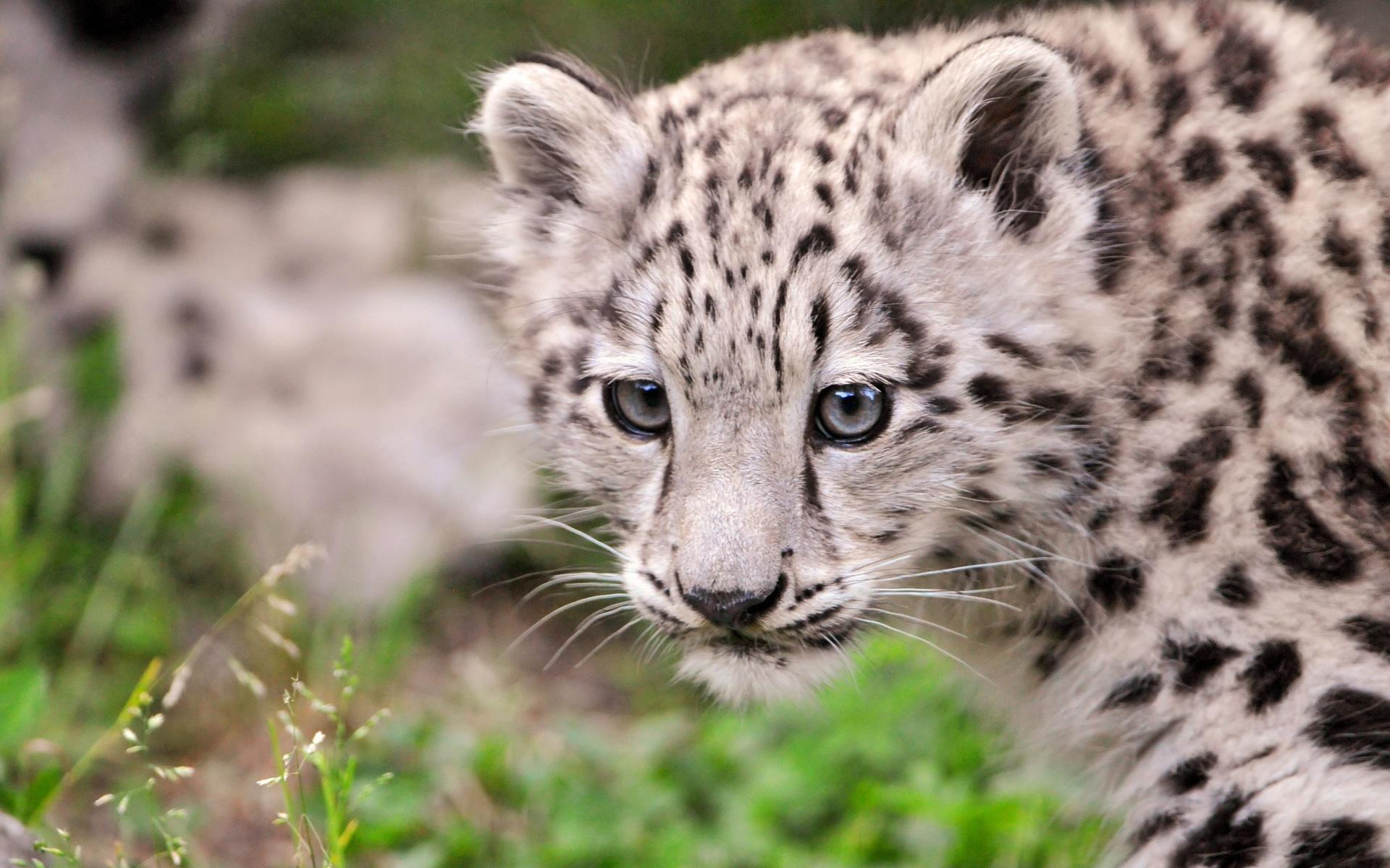 Snow Leopard Cubs HD Wallpaper, Background Image
