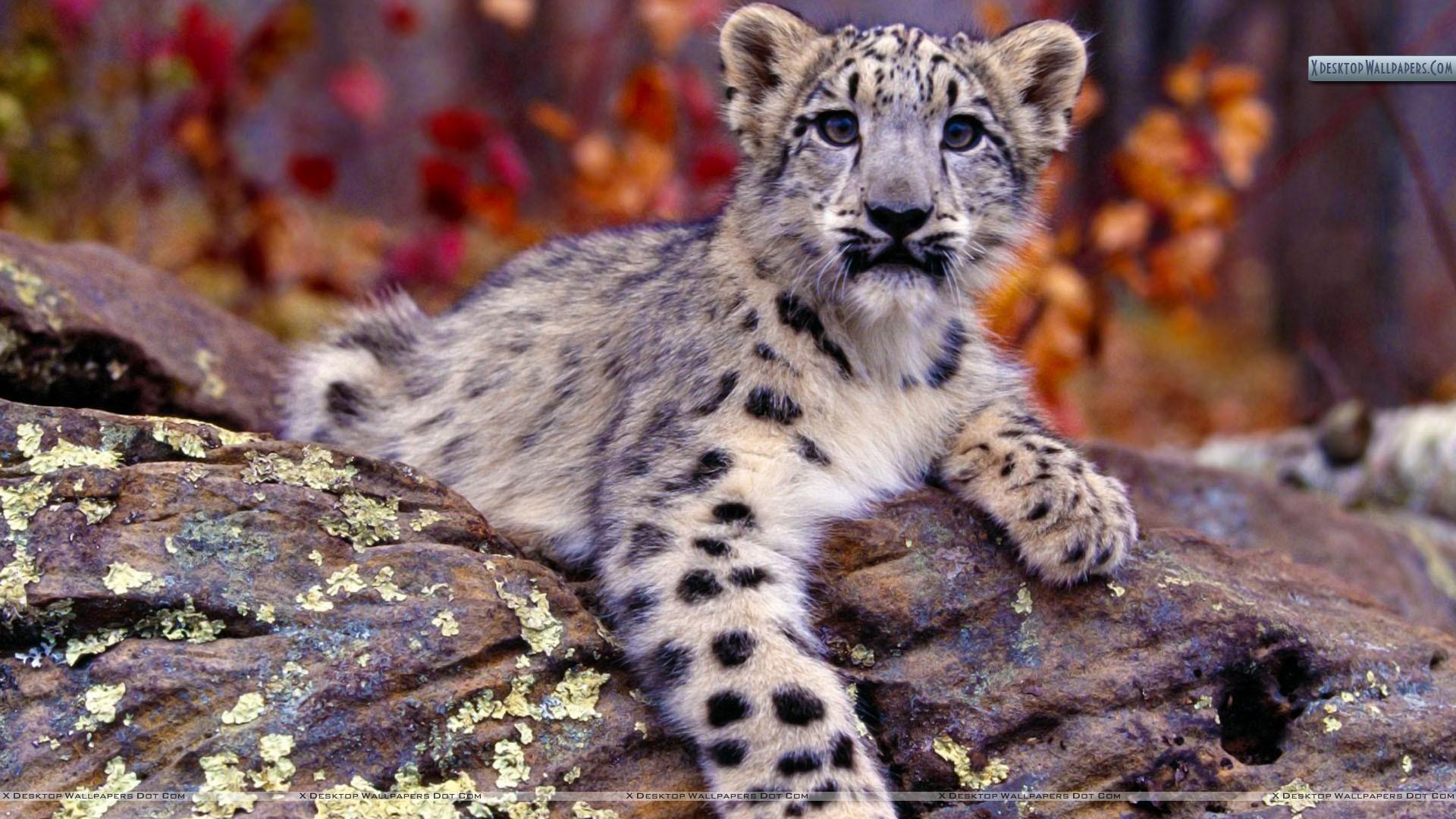 Snow Leopard Cub Wallpaper