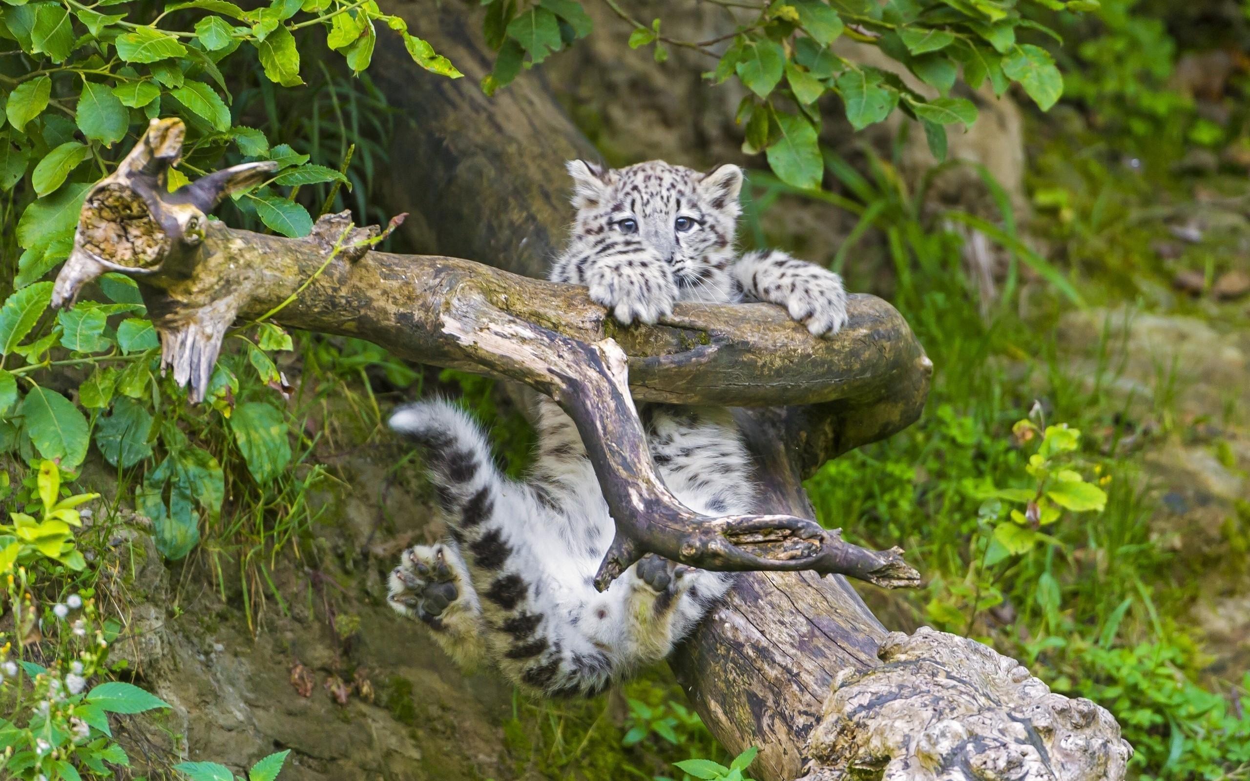 wallpaper snow leopard, cub, branches HD, Widescreen, High