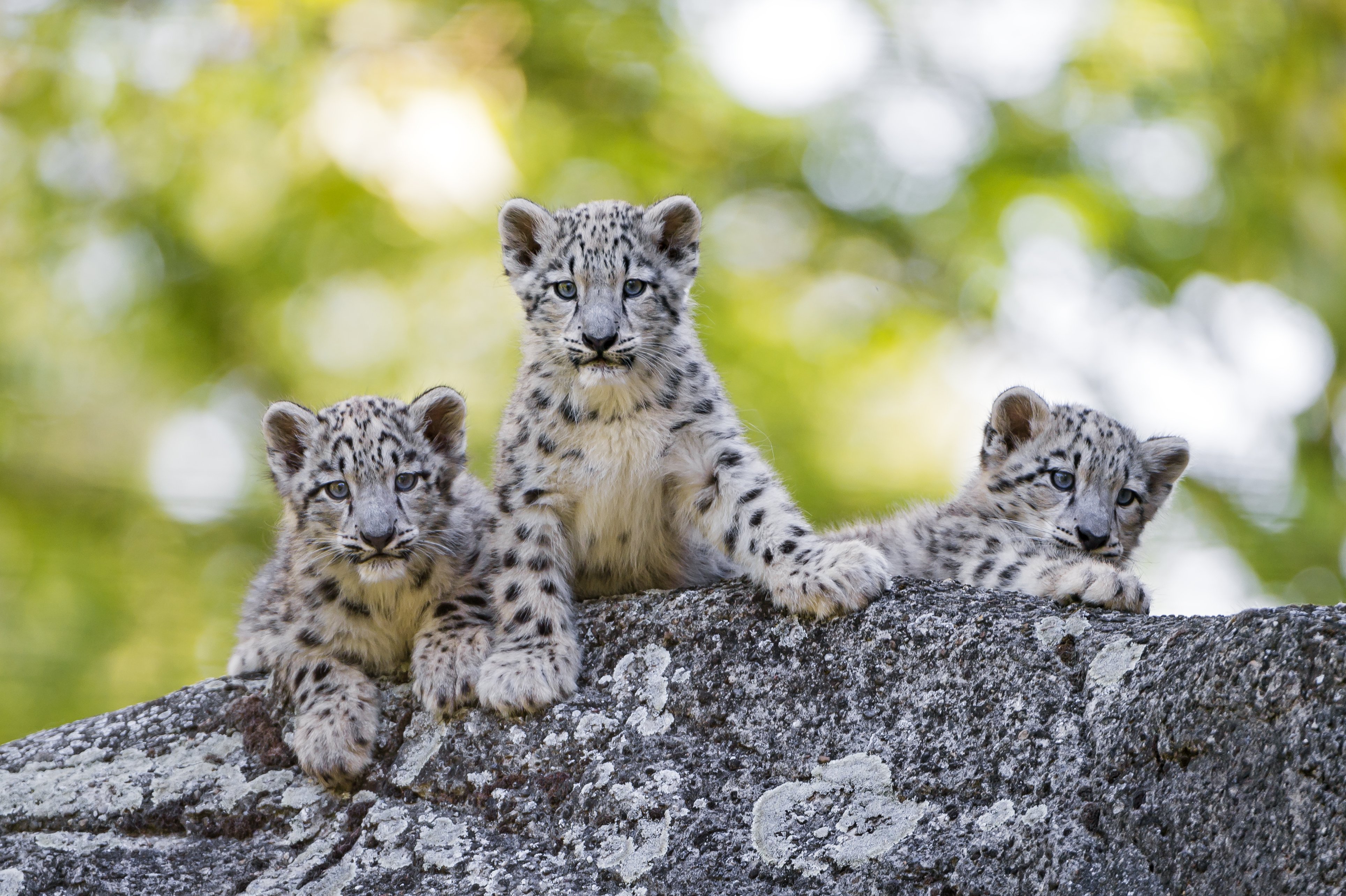 snow, Leopards, Cubs, Three, Animals Wallpaper HD / Desktop