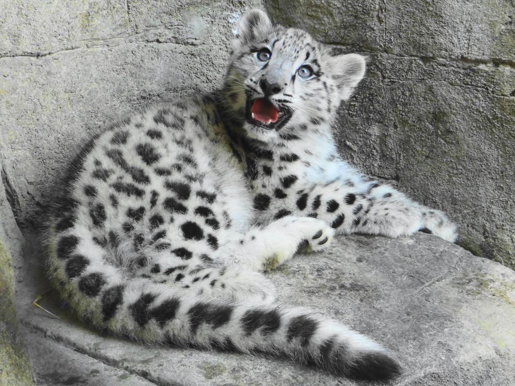 Newborn Snow Leopard Cubs HD Wallpaper, Background Image