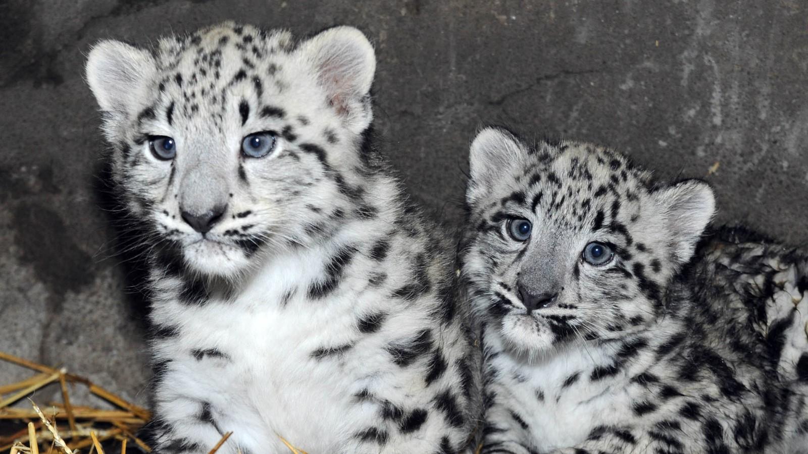 Newborn snow leopards ready for their closeup