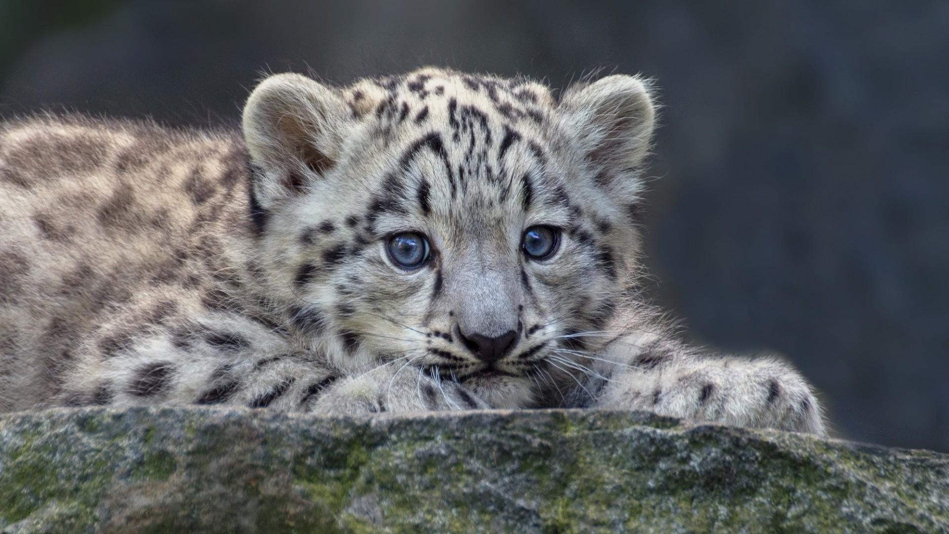 Download 1920x1080 Snow Leopard, Cute, Cub Wallpaper for Widescreen