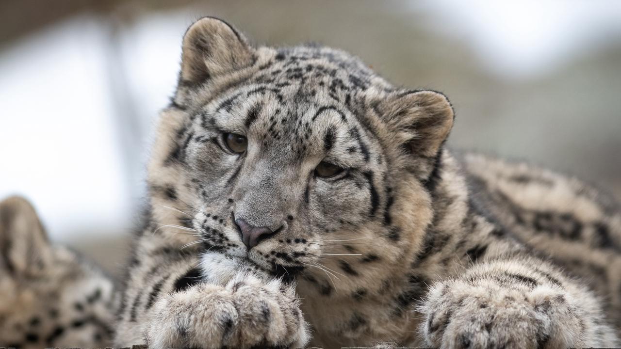 Download wallpaper 1280x720 snow leopard, leopard, cub, predator