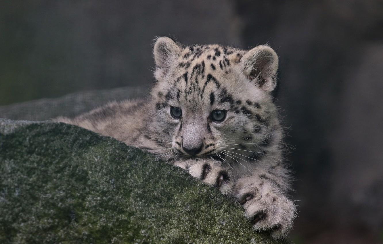 Wallpaper stone, IRBIS, snow leopard, cub, kitty, snow leopard