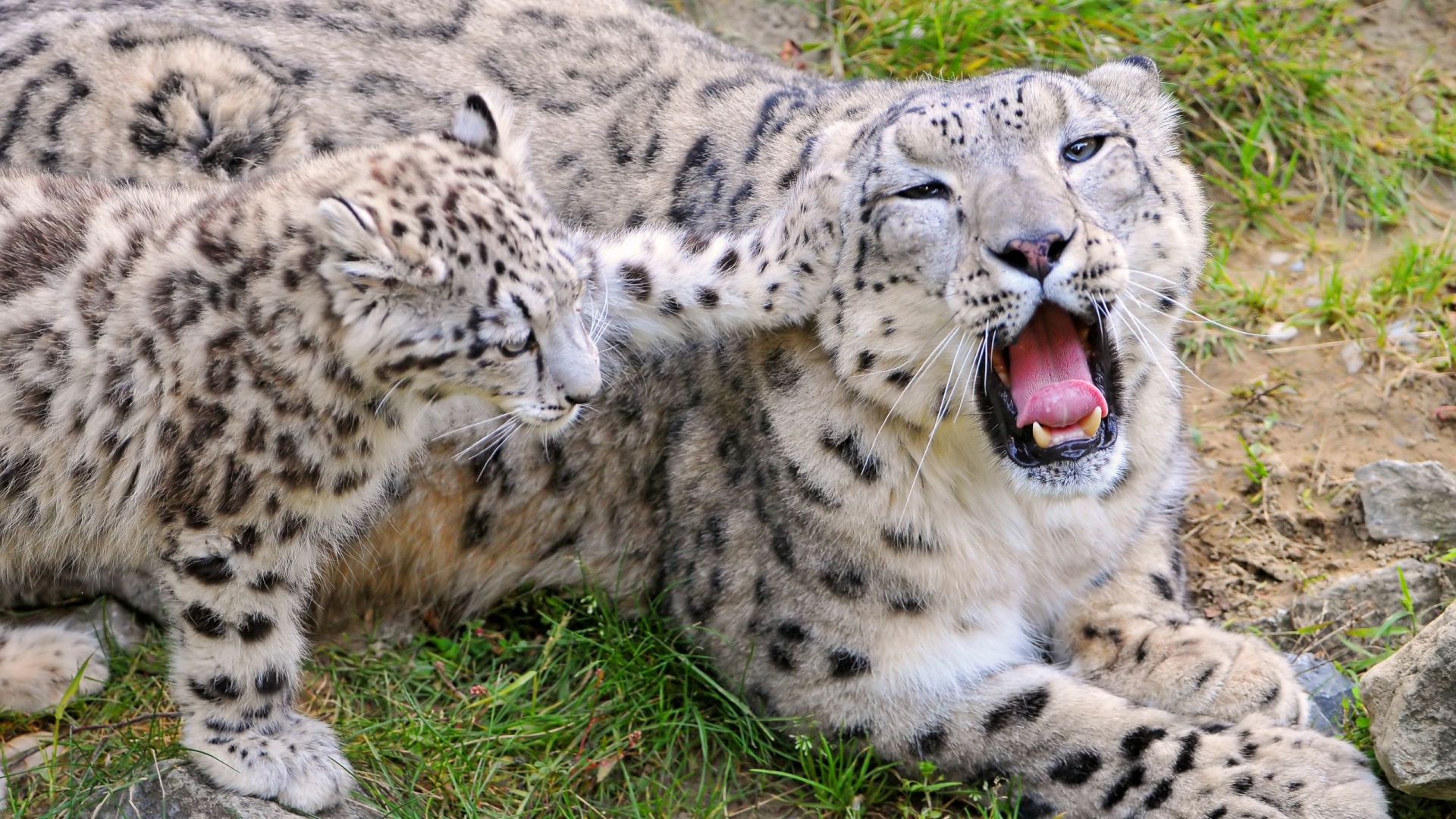 Download Wallpaper 1920x1080 snow leopards, couple, cub, caring