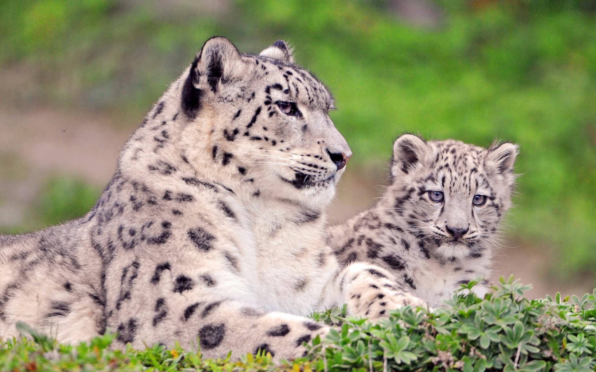Snow Leopard Cub HD Wallpaper. HD Latest Wallpaper