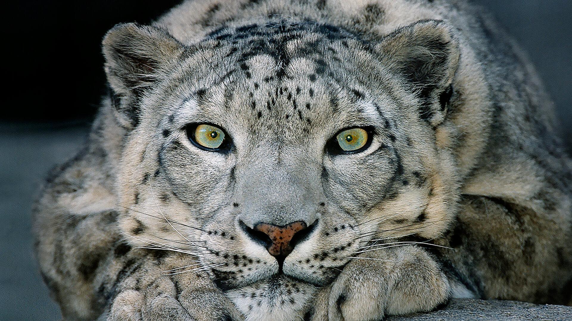Snow Leopard. San Diego Zoo Animals & Plants